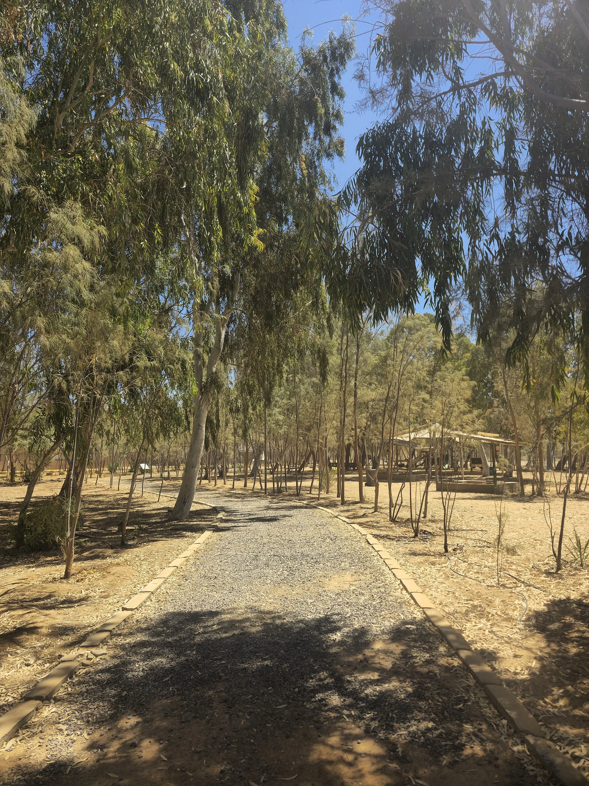 Órices árabes en el paisaje semidesértico de la Reserva de Fauna de Shaumari.