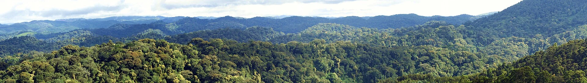 Plantaciones de té de Gisakura junto a las colinas boscosas de Nyungwe.