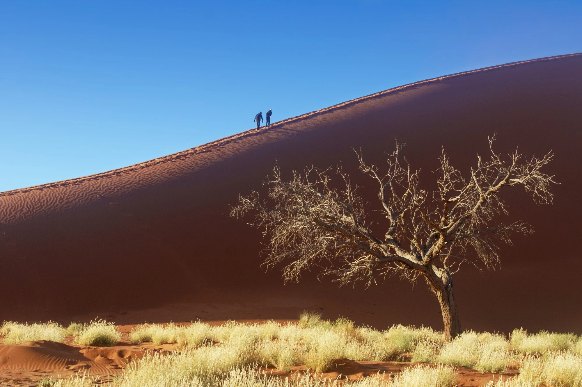 Dunas rojizas de Sossusvlei iluminadas a primera hora en Namibia.