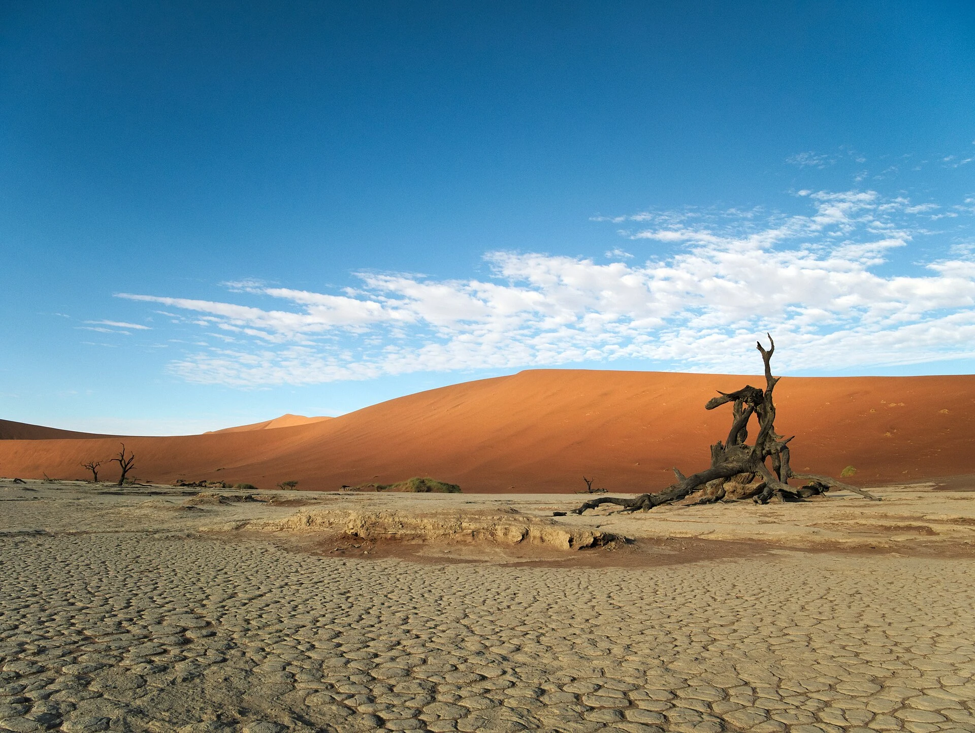 Árboles secos sobre la cubeta de arcilla clara de Deadvlei.