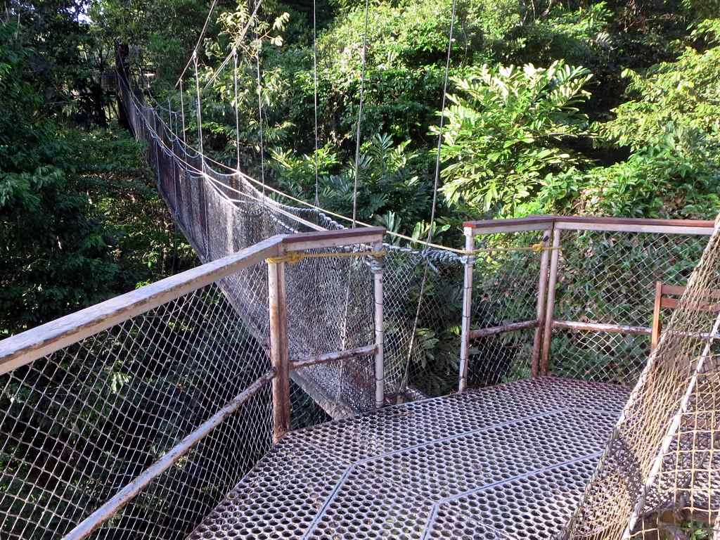 Pasarela elevada del dosel en el bosque de Iwokrama, Guyana.