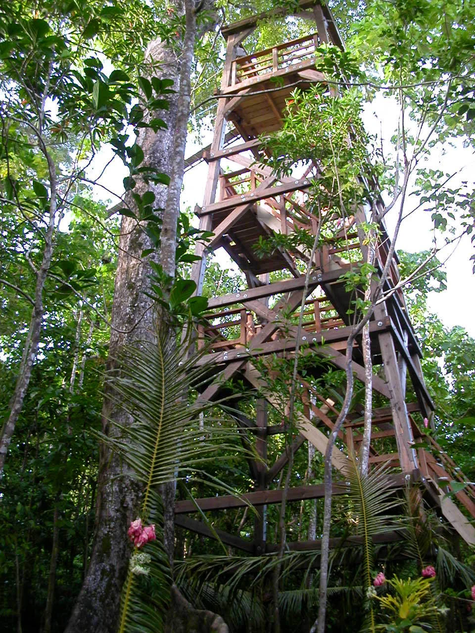 Pasarela elevada entre árboles del bosque de Falealupo, en Savaiʻi.