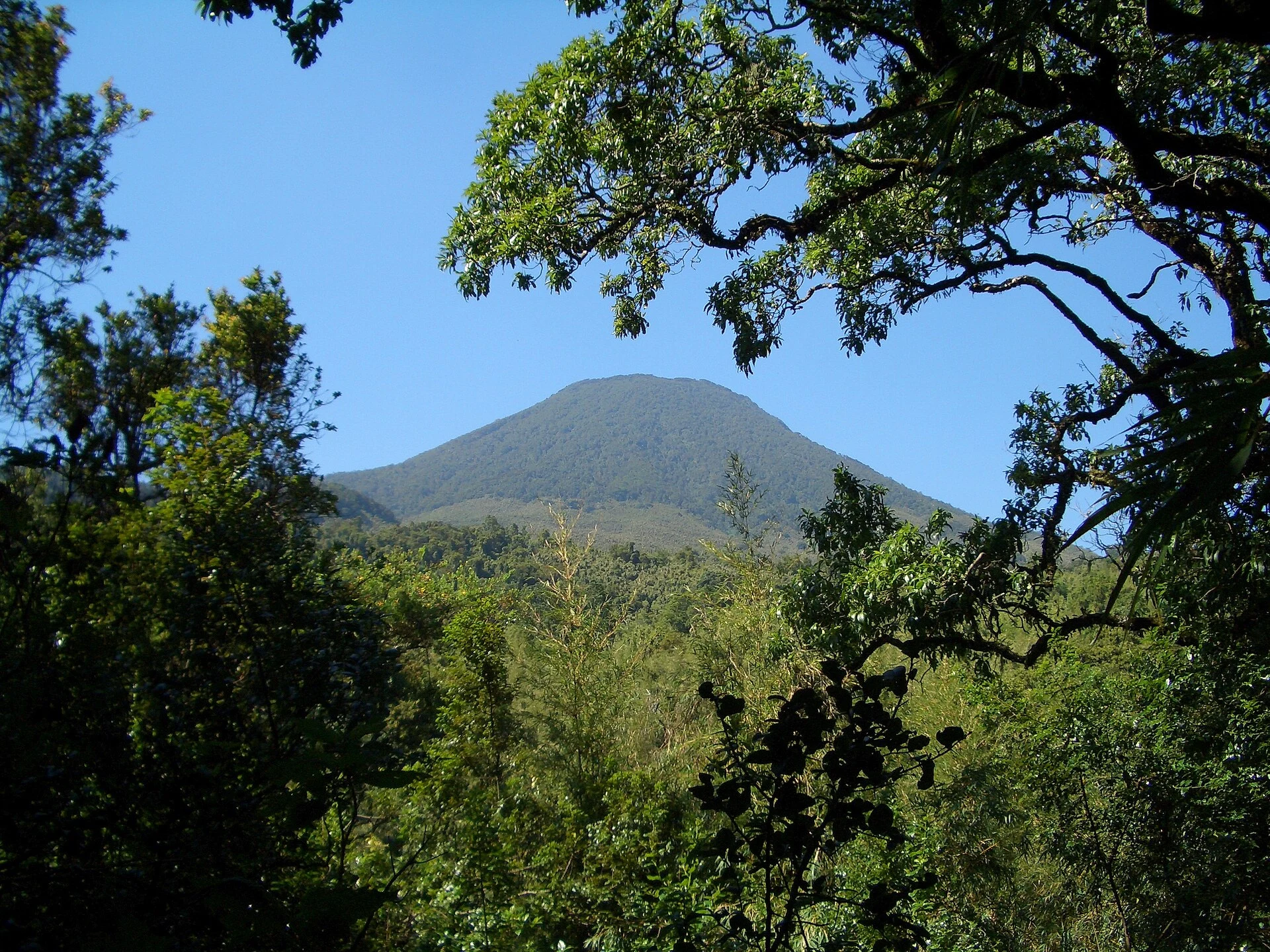 Sendero húmedo y boscoso en el Parque Nacional Impenetrable de Bwindi.