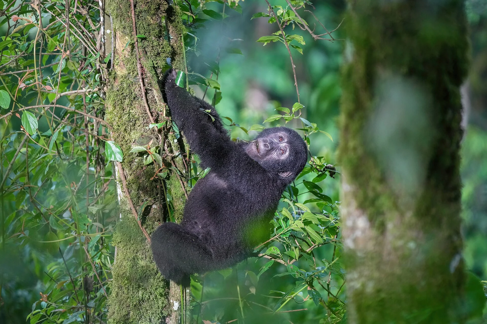 Gorila de montaña entre la vegetación del Parque Nacional Impenetrable de Bwindi.