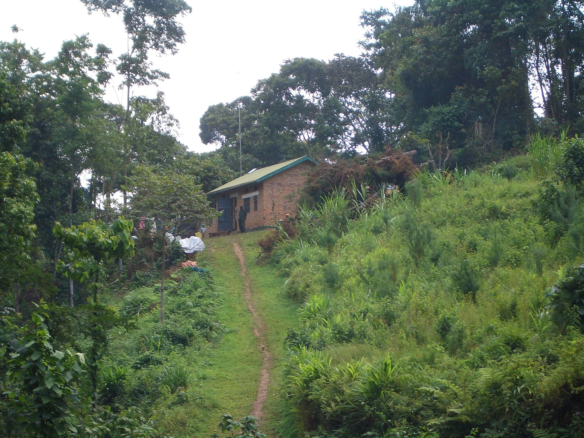 Laderas cultivadas junto al borde boscoso de Bwindi.