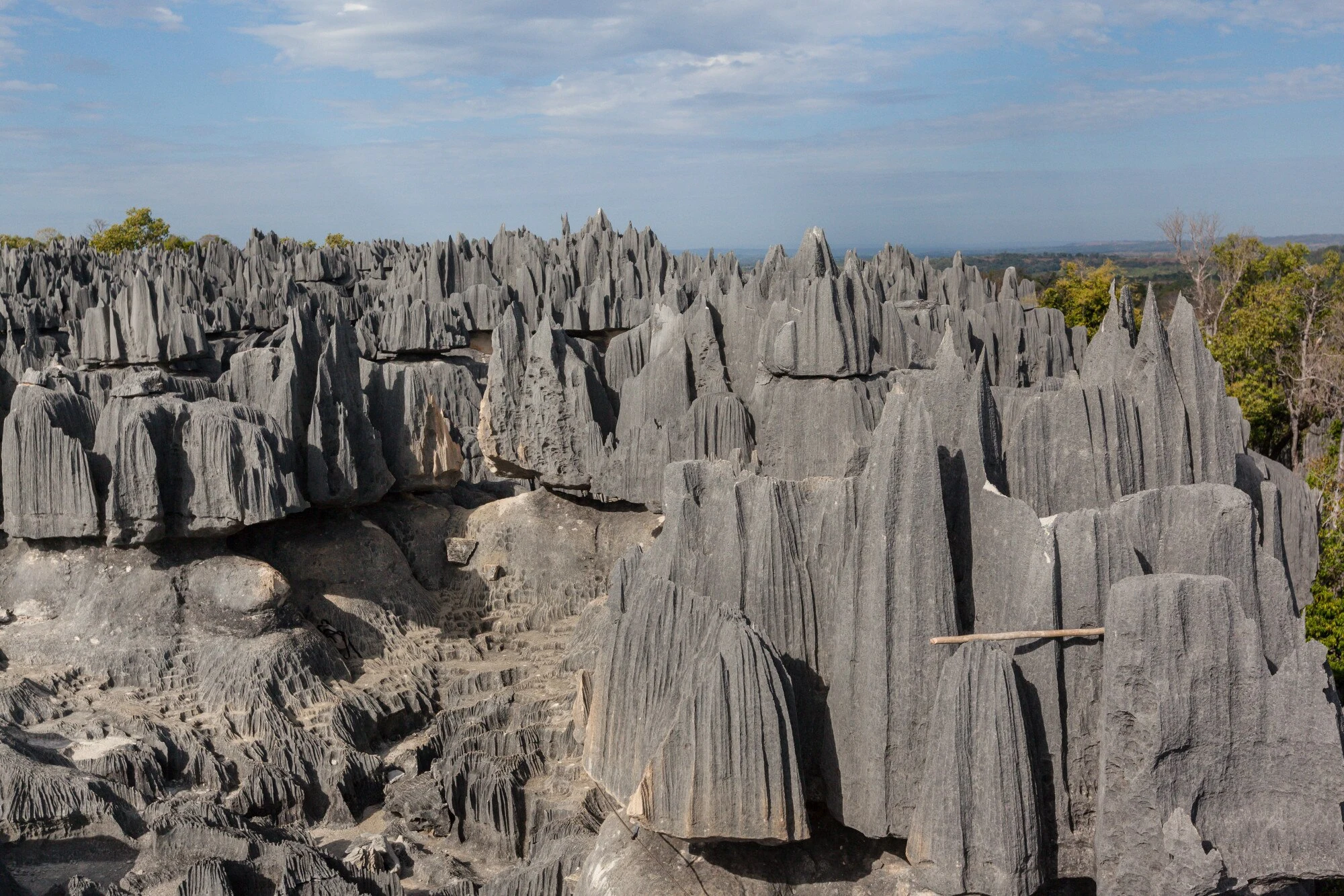 Agujas de caliza y bosque seco en el Tsingy de Bemaraha.