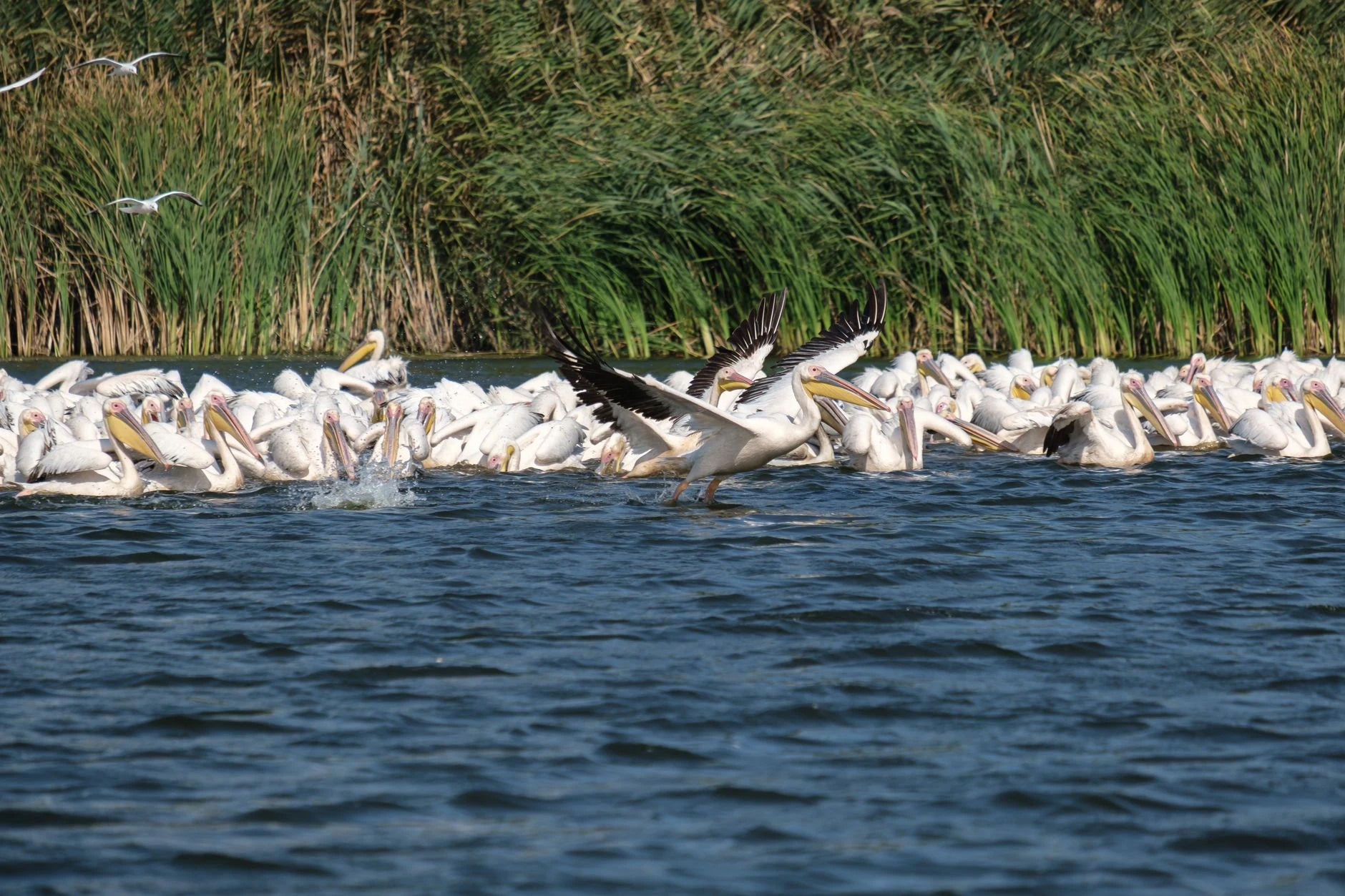 Canal bordeado de carrizos en el delta del Danubio, Rumanía.