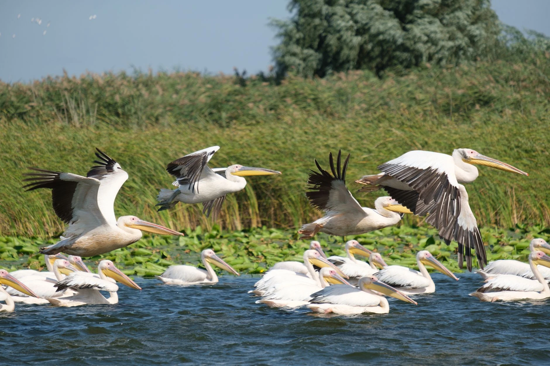 Aves acuáticas sobre una laguna del delta del Danubio.