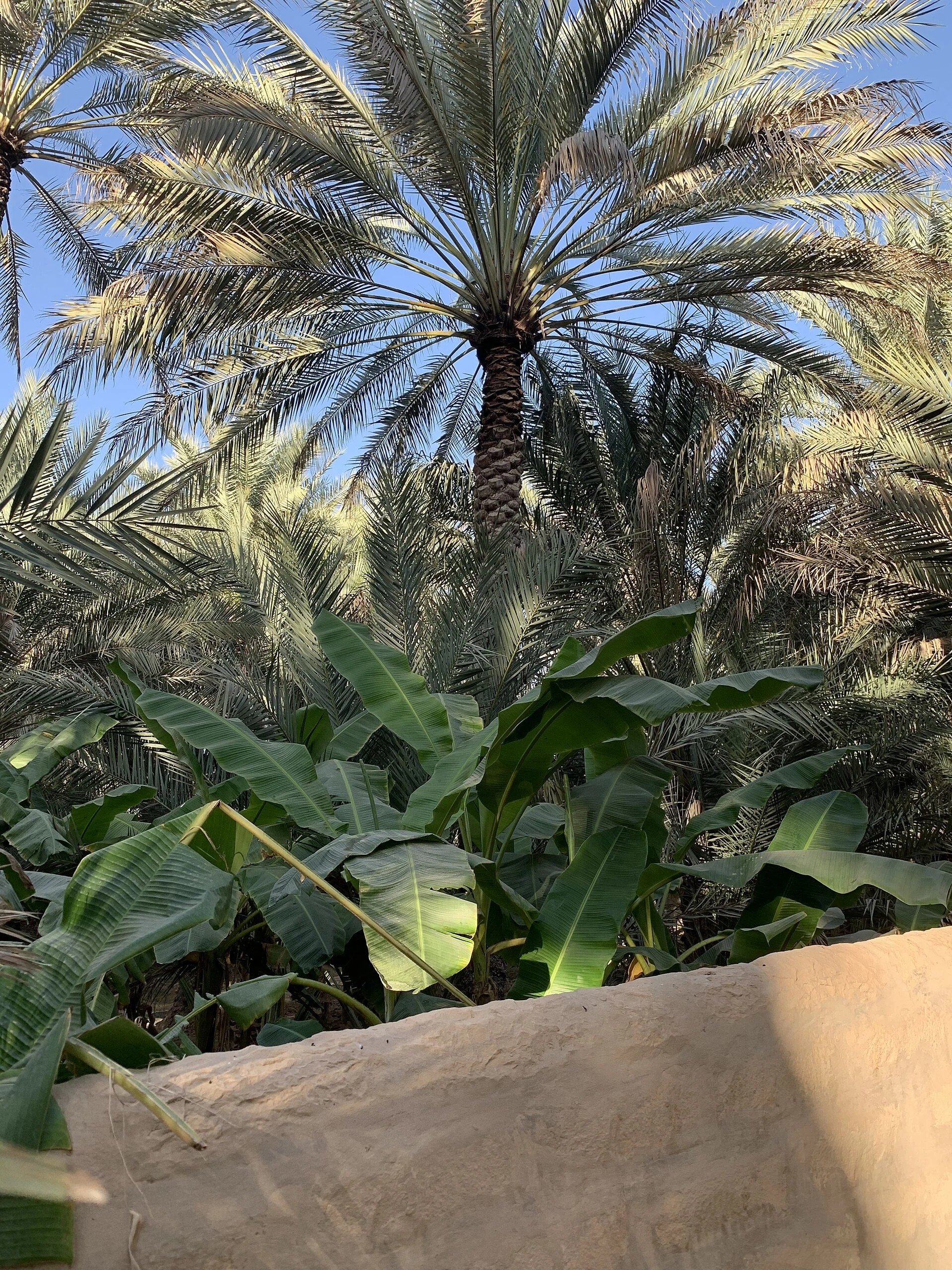 Sendero sombreado entre palmeras y canal de riego en el oasis de Al Ain.