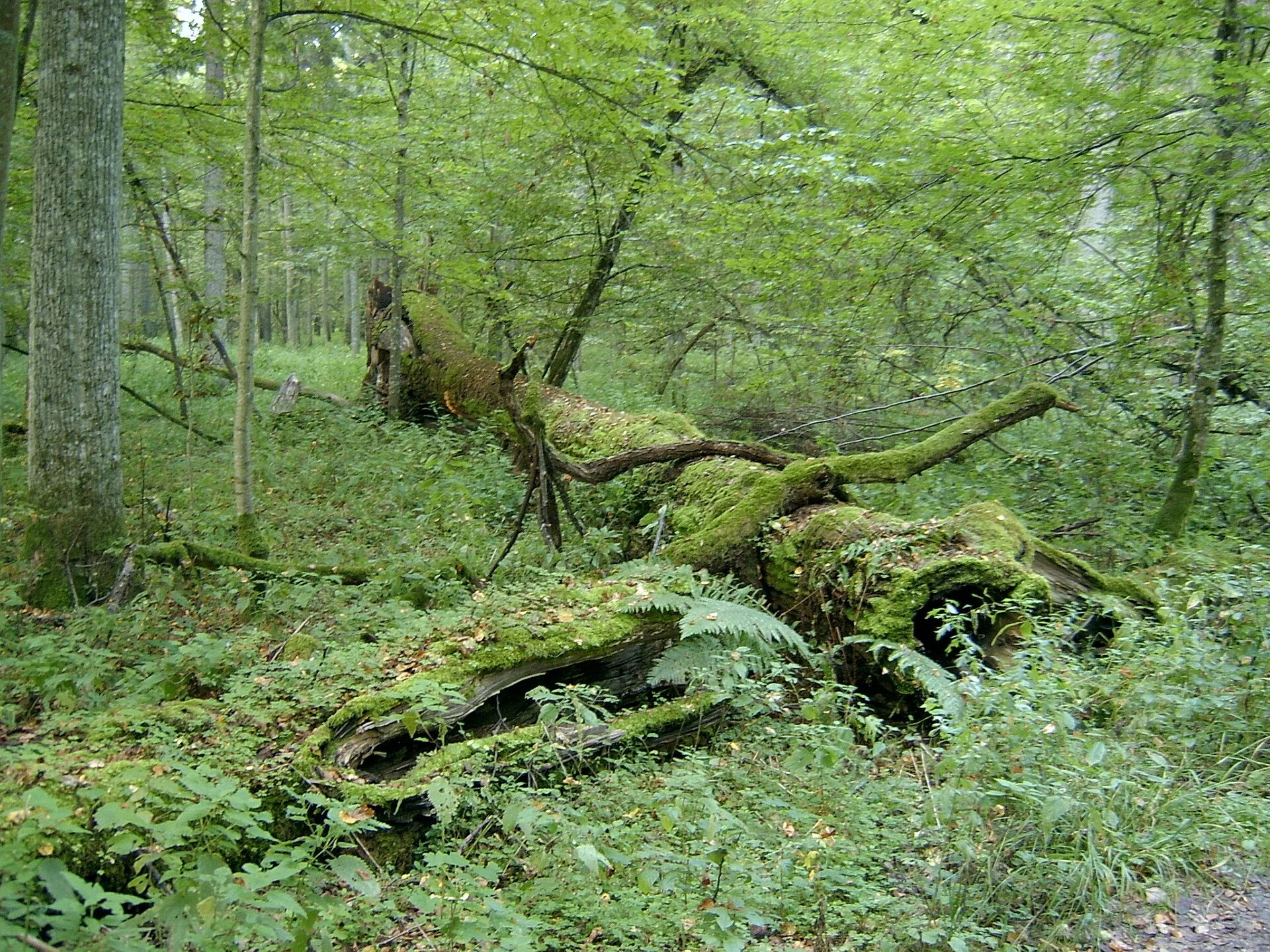 Sendero entre árboles maduros y madera caída en el Parque Nacional de Białowieża.
