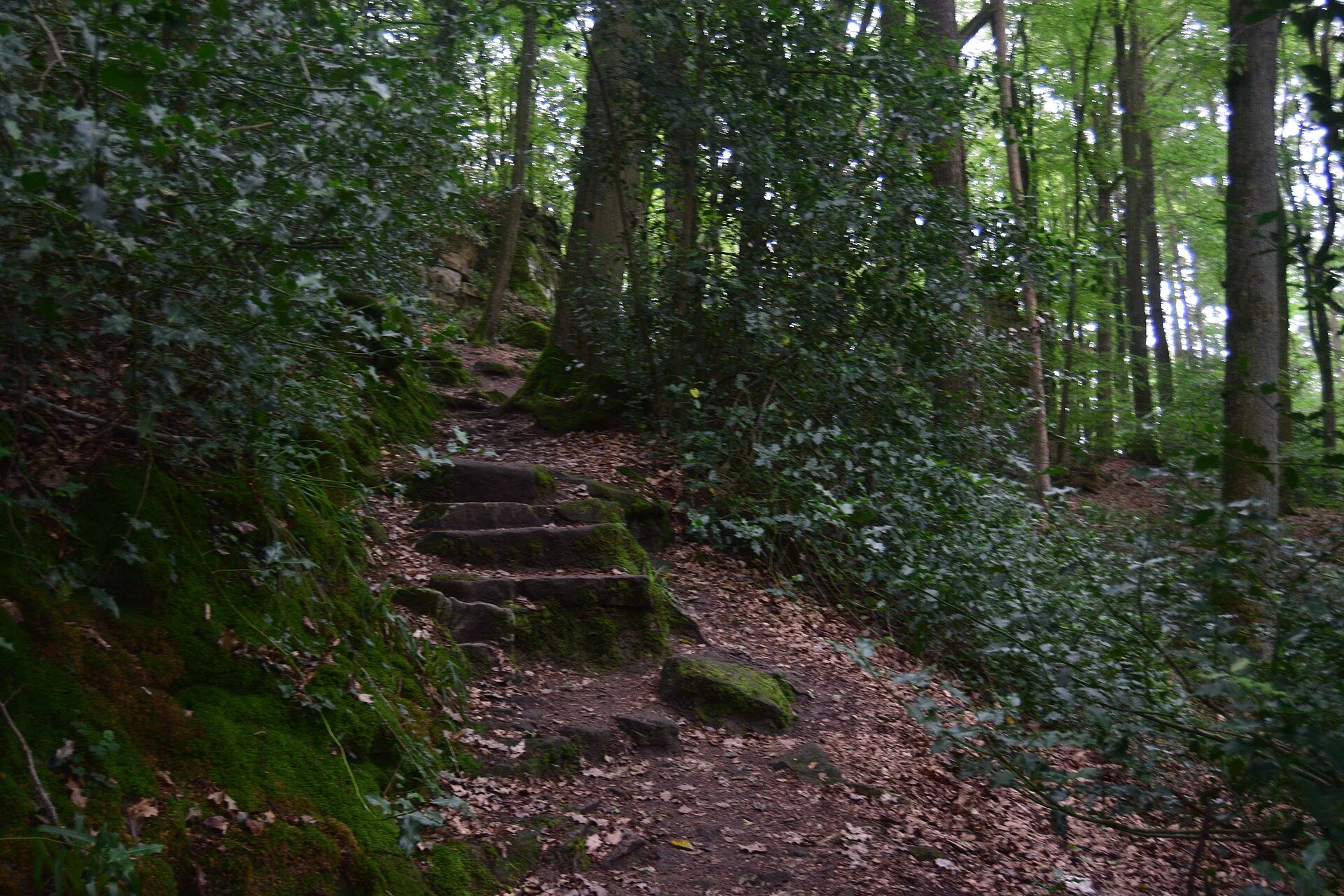 Escolher um percurso no Mullerthal Trail do Luxemburgo
