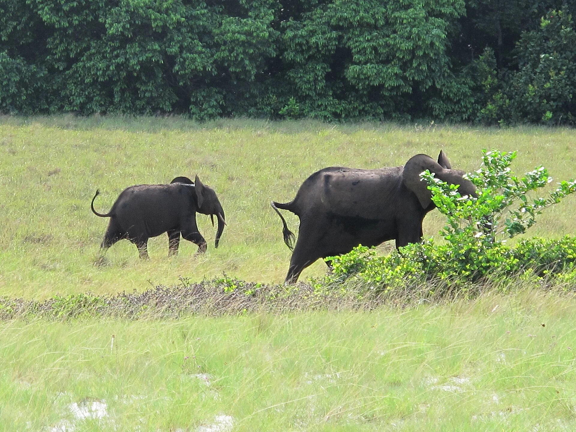 Embarcación en la laguna de Iguéla, en el Parque Nacional de Loango.