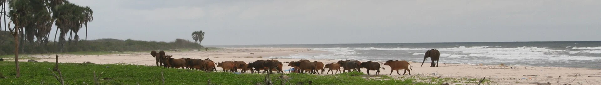 Playa de anidación de tortugas marinas en el Parque Nacional de Loango.
