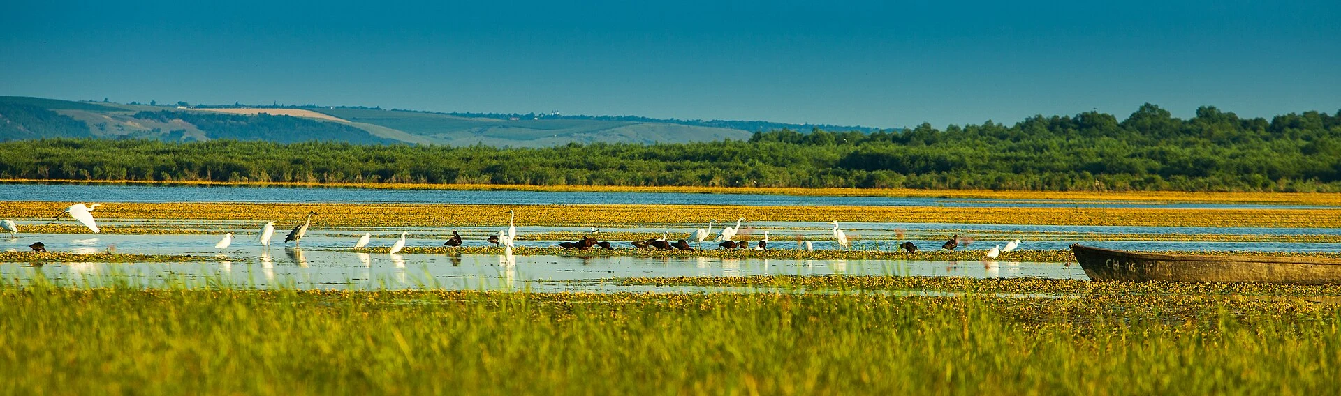 Vista amplia del lago Beleu, carrizales y llanura inundable de Prutul de Jos.