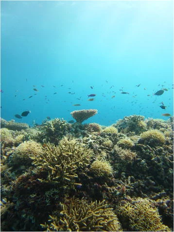 Peces de arrecife sobre coral en una pared submarina de Tubbataha.