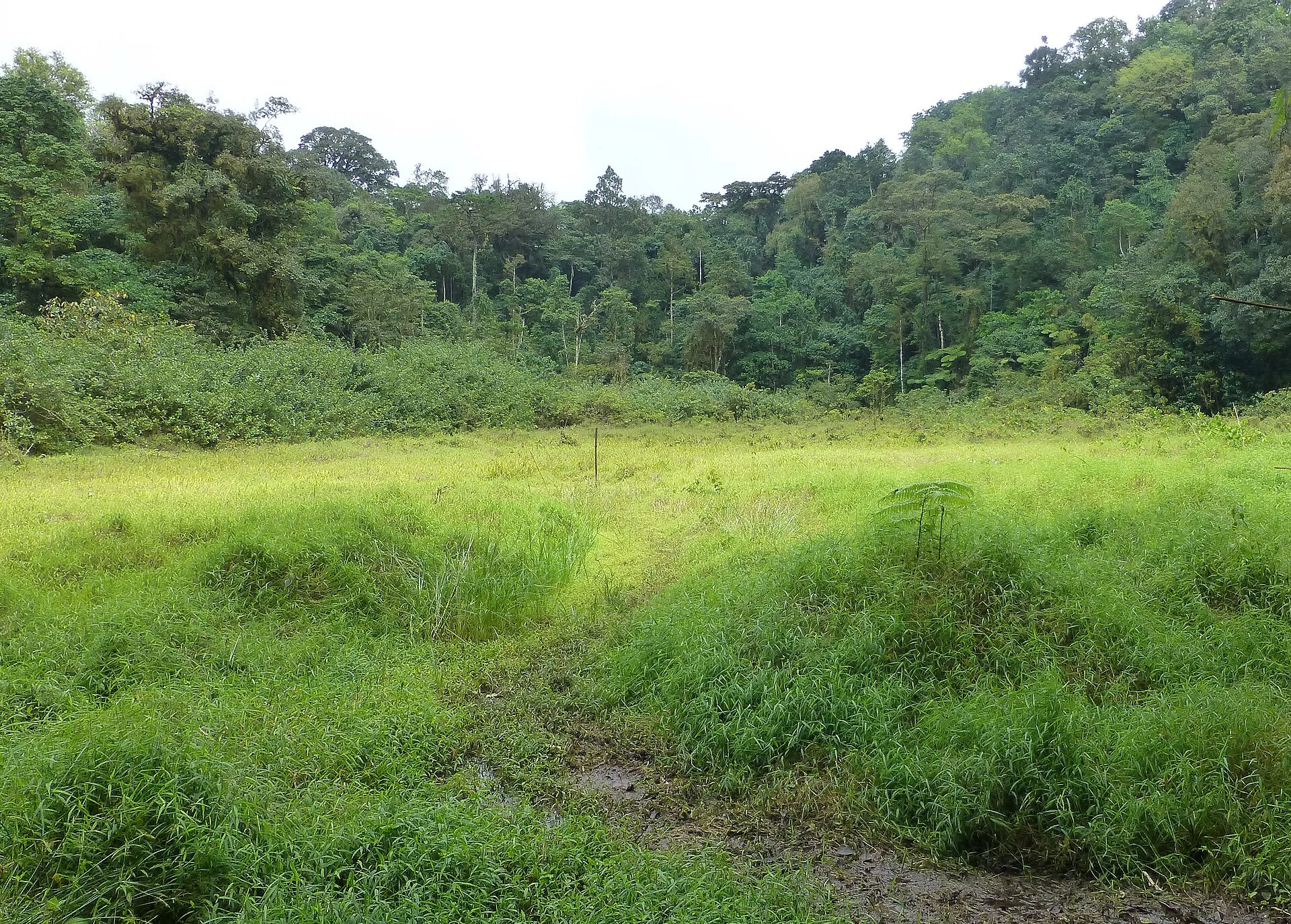 Sendero rodeado de vegetación húmeda en la aproximación a Lagoa Amélia, São Tomé.