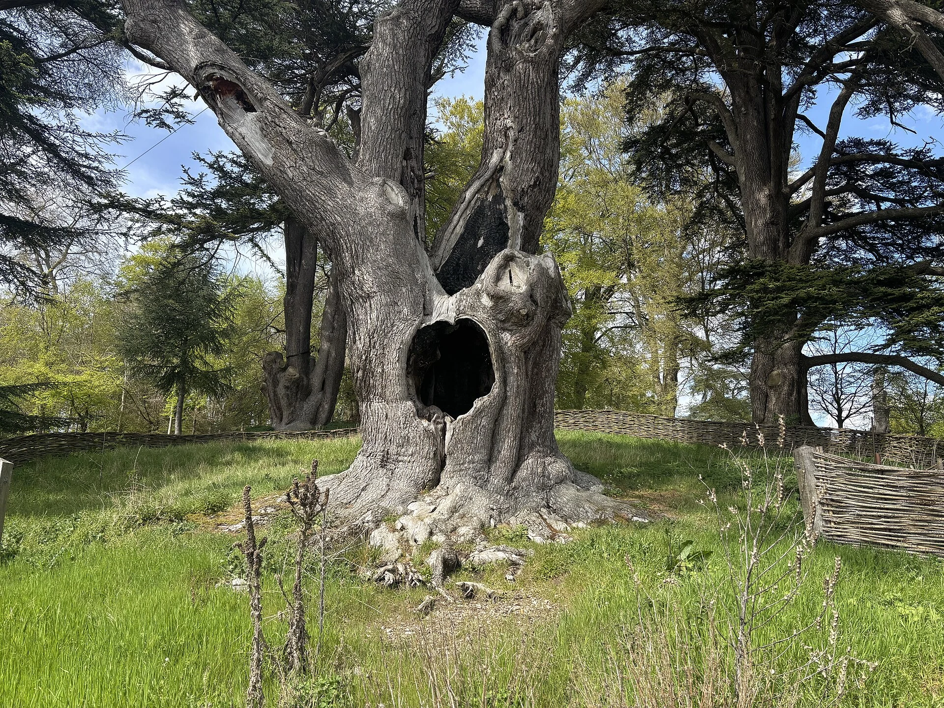 Cedro libanés en un paisaje boscoso