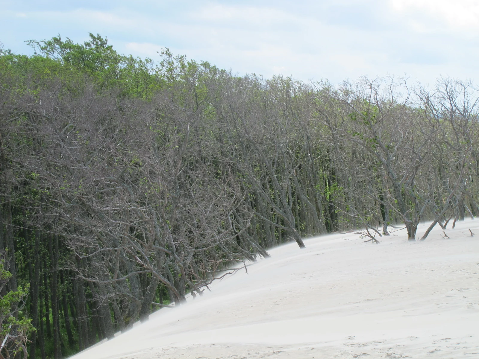 Gramíneas pioneras fijando arena en una duna del Parque Nacional de Słowiński.