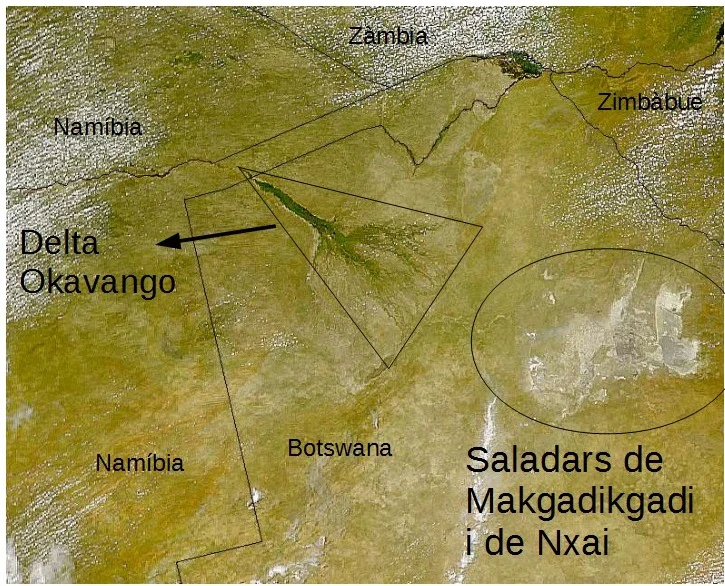 Horizonte blanco y abierto de las salinas de Makgadikgadi con acacias lejanas.