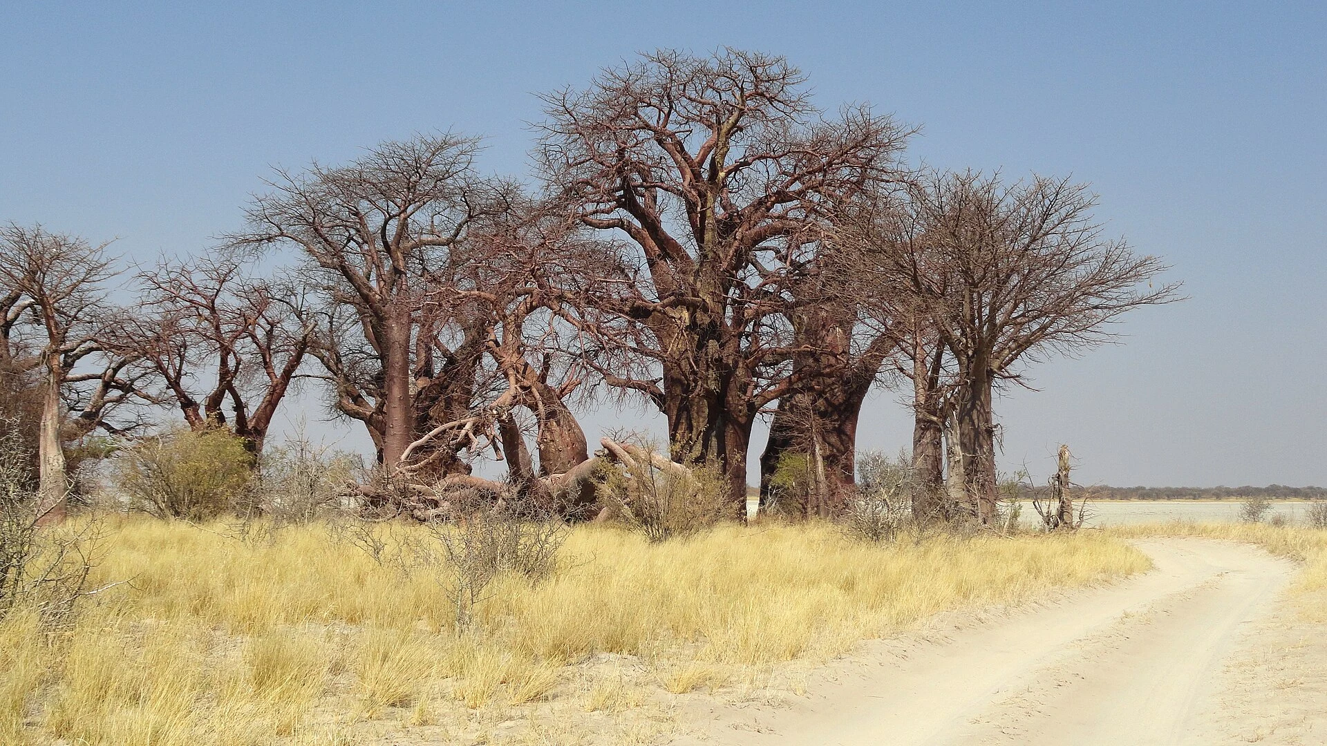 Grupo de baobabs de Baines junto a la pan de Kudiakam, en el entorno de Nxai Pan.