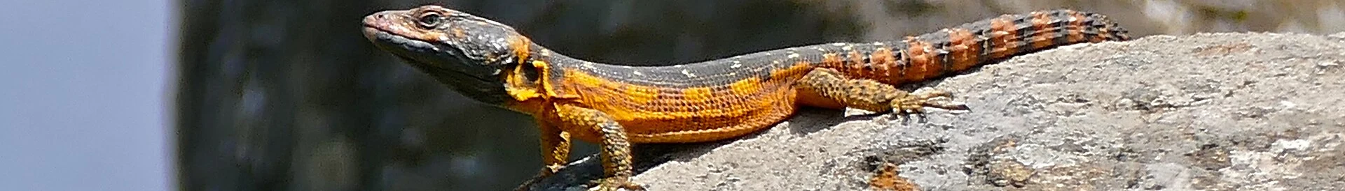 Praderas de altura y sendero en la reserva natural de Malolotja, Eswatini.