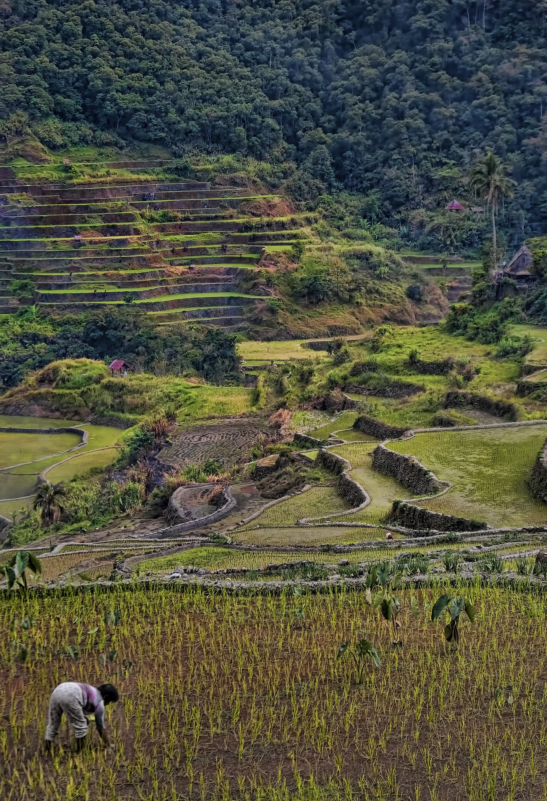 Ifugao entre Batad, Bangaan y Kiangan, un paisaje agrícola vivo