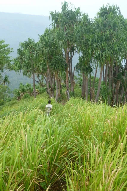 Paisaje urbano de Rabaul marcado por la actividad volcánica.