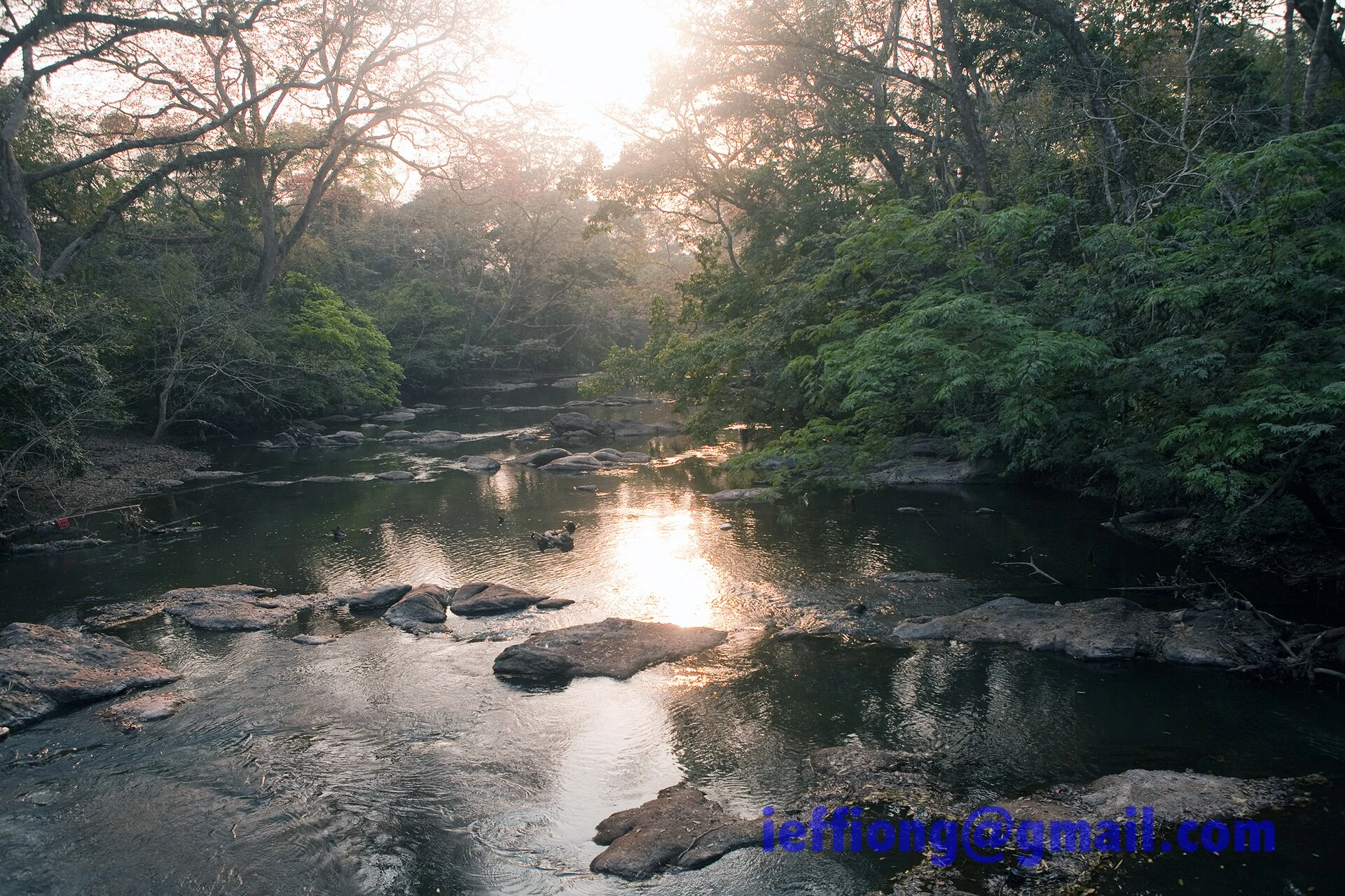 Bosque y pasarela junto al río en el Bosque Sagrado de Osun-Osogbo.