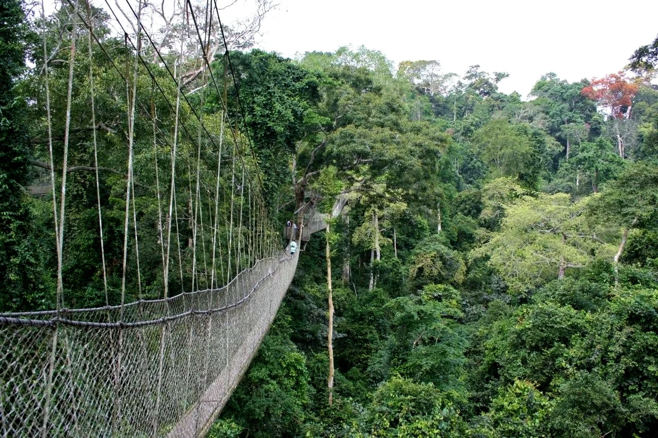 Pasarela suspendida entre el dosel del bosque tropical de Kakum.