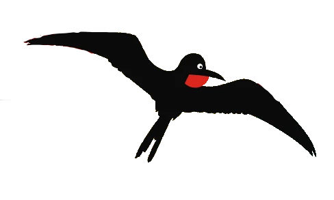 Fragatas magníficas sobre manglares del santuario de aves de Barbuda