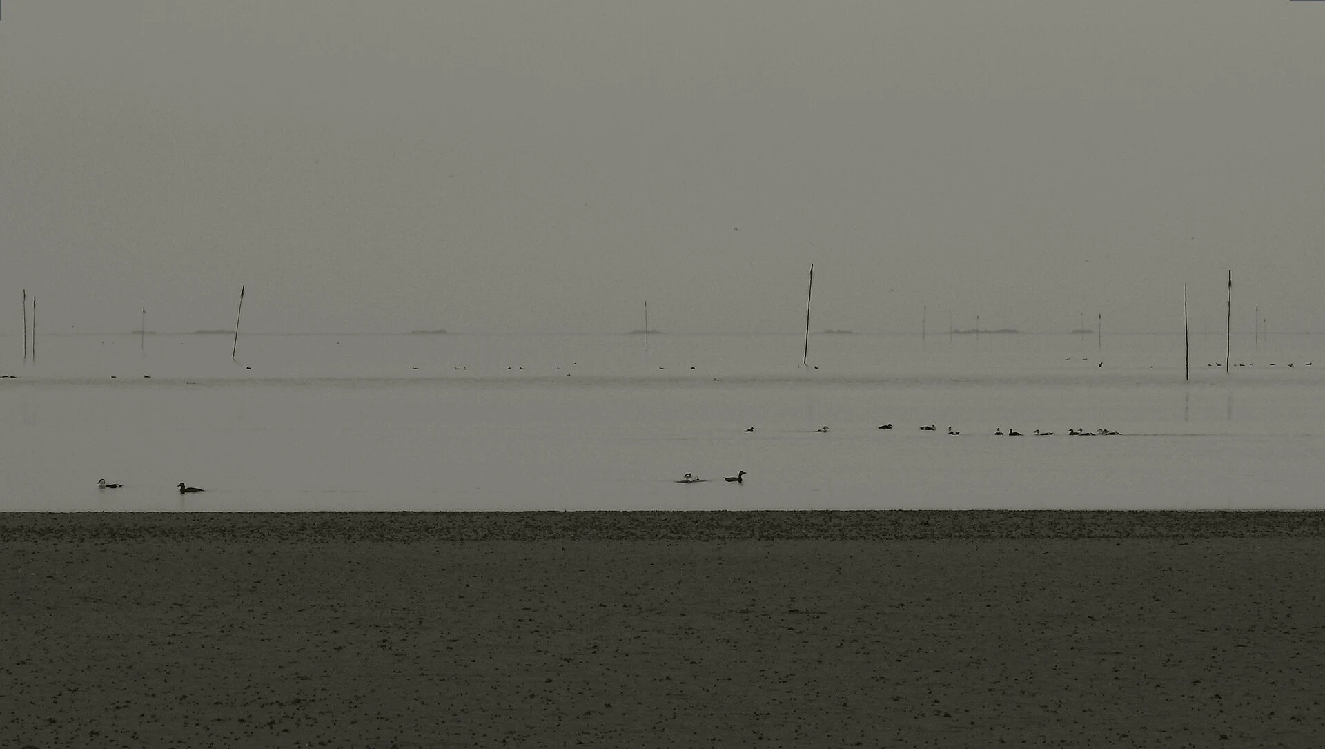 Persona caminando por un dique frente a las marismas del mar de Wadden en Schleswig-Holstein.
