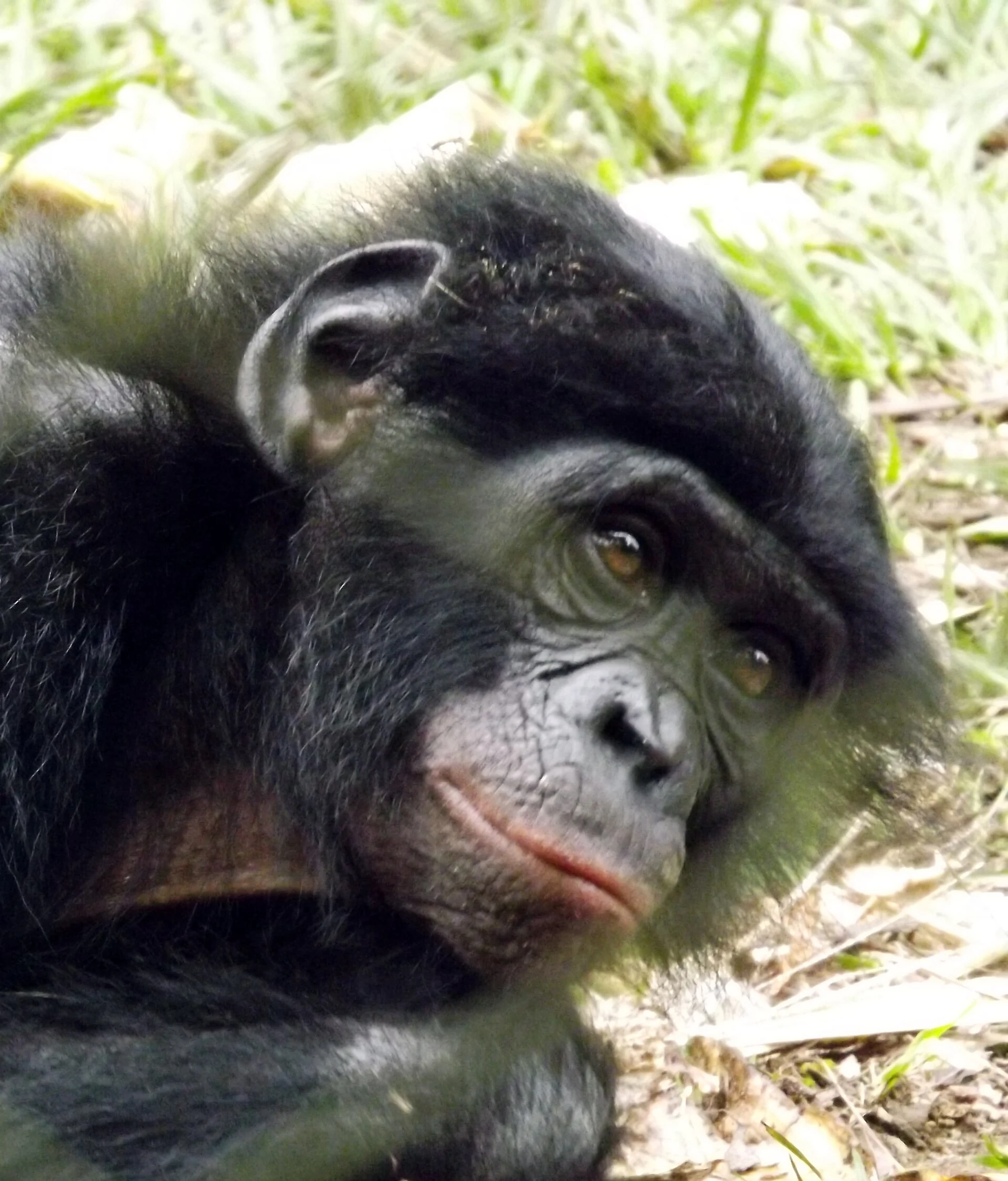 Bonobos en un recinto forestal de Lola ya Bonobo observados a distancia.
