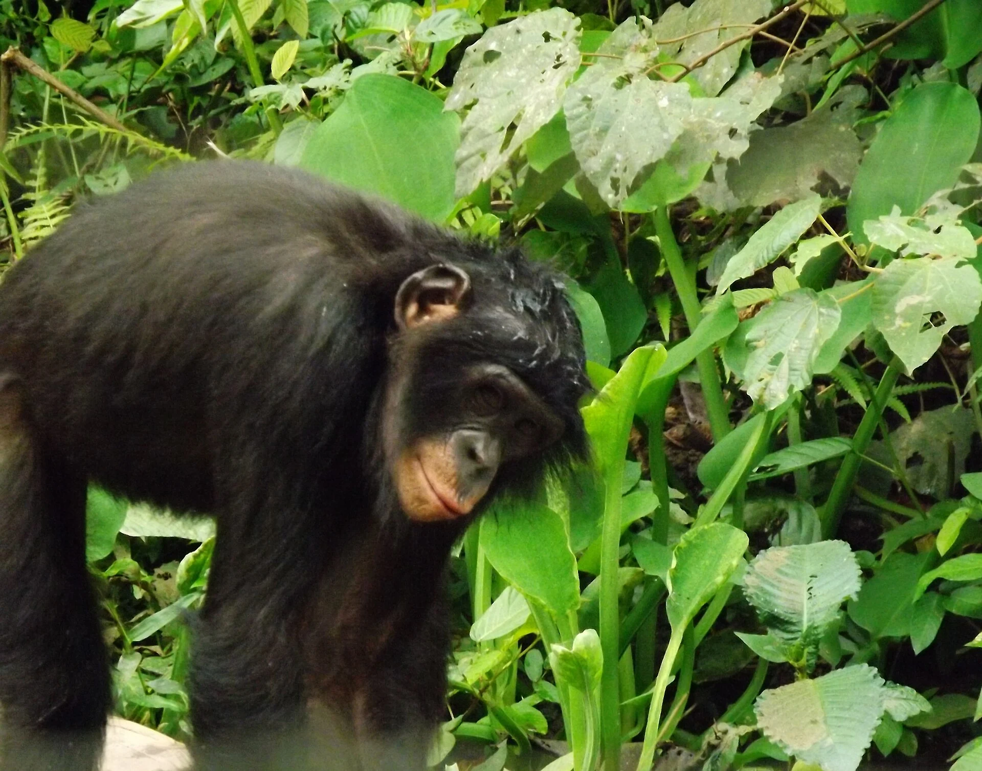 Lola ya Bonobo: conservación y motivos para aplazar la visita