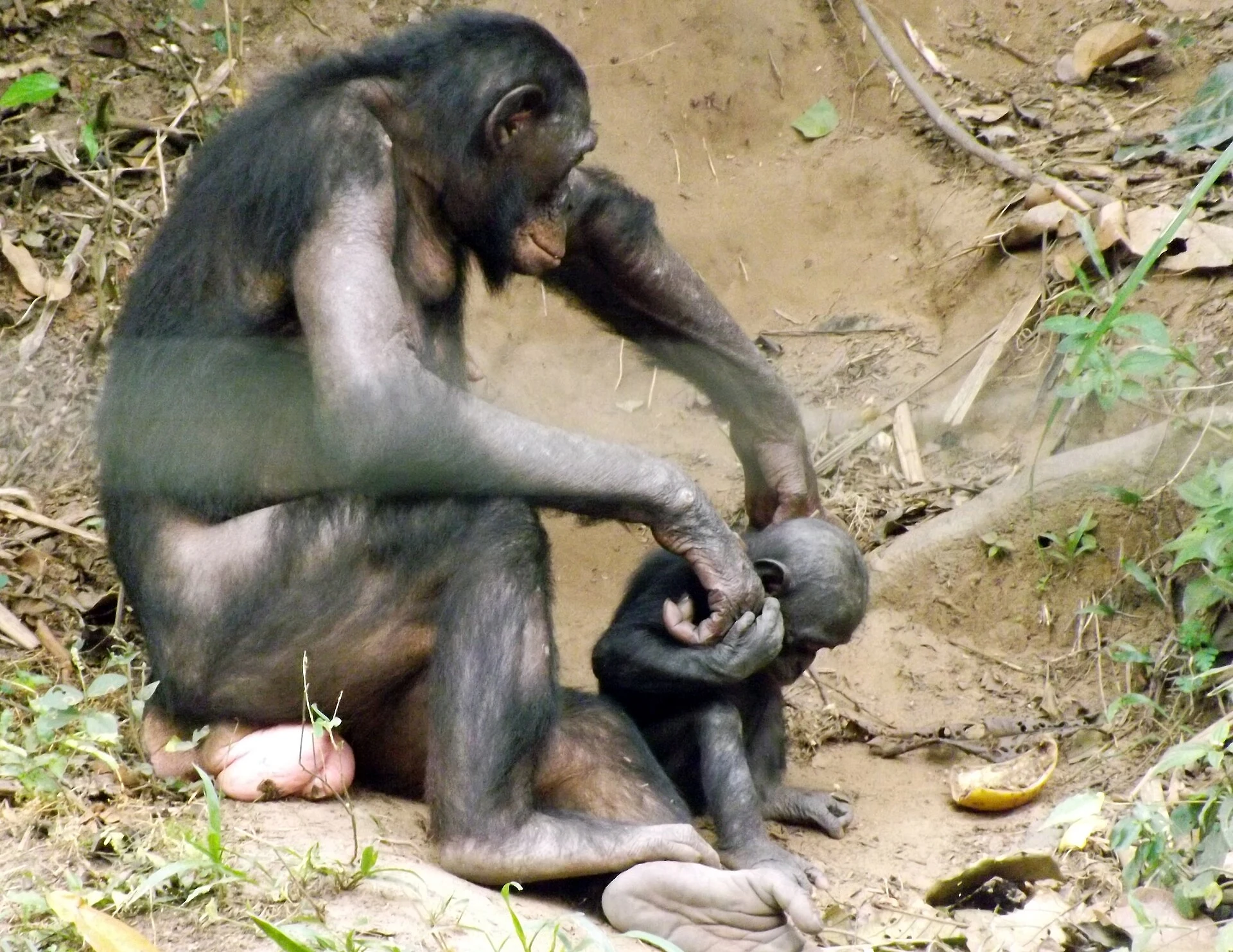 Lola ya Bonobo: conservación y motivos para aplazar la visita