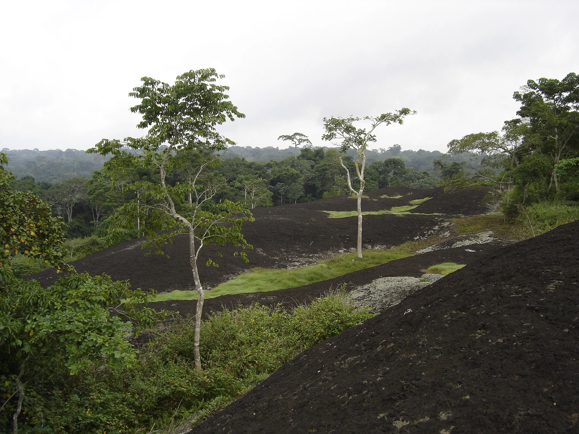 Río Dja junto a la selva densa de la Reserva de Fauna del Dja, Camerún.