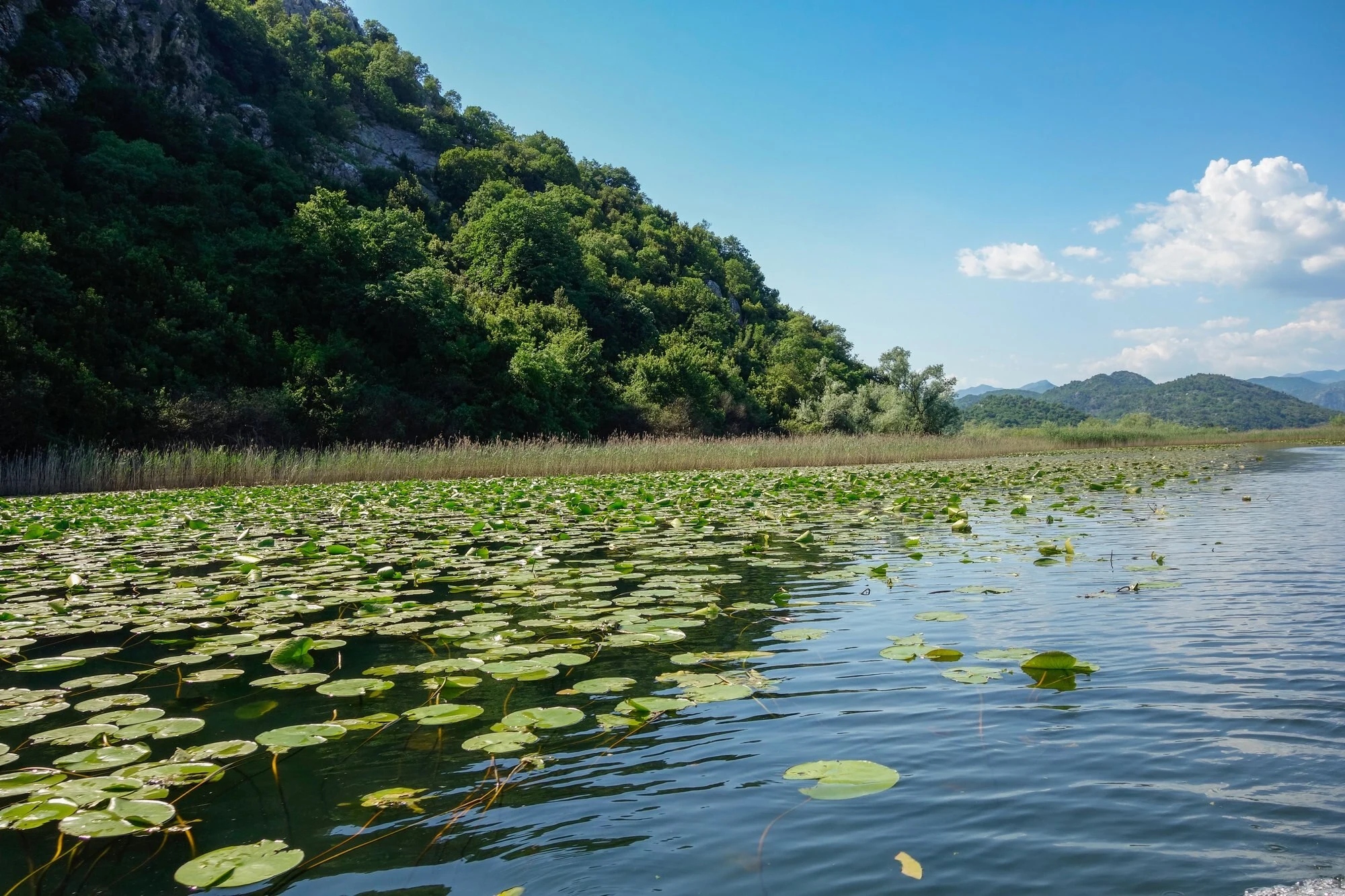 Nenúfares y carrizales en la orilla del lago Skadar, Montenegro.