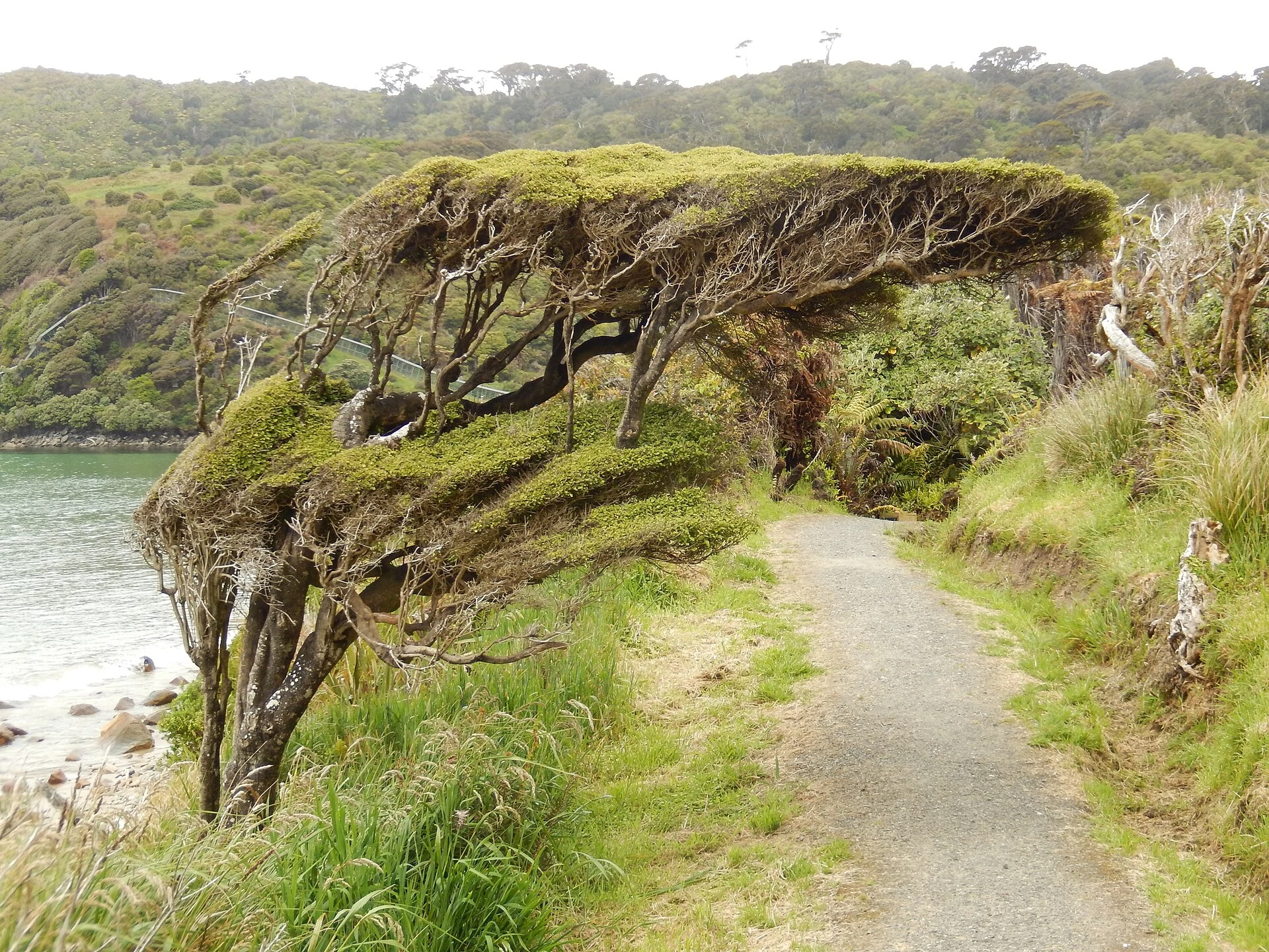 Entrada del Rakiura Track en Lee Bay, con la escultura de eslabones y la costa.