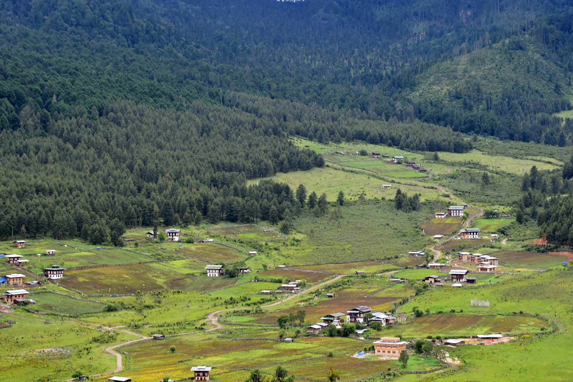 Grullas de cuello negro en los humedales invernales del valle de Phobjikha.