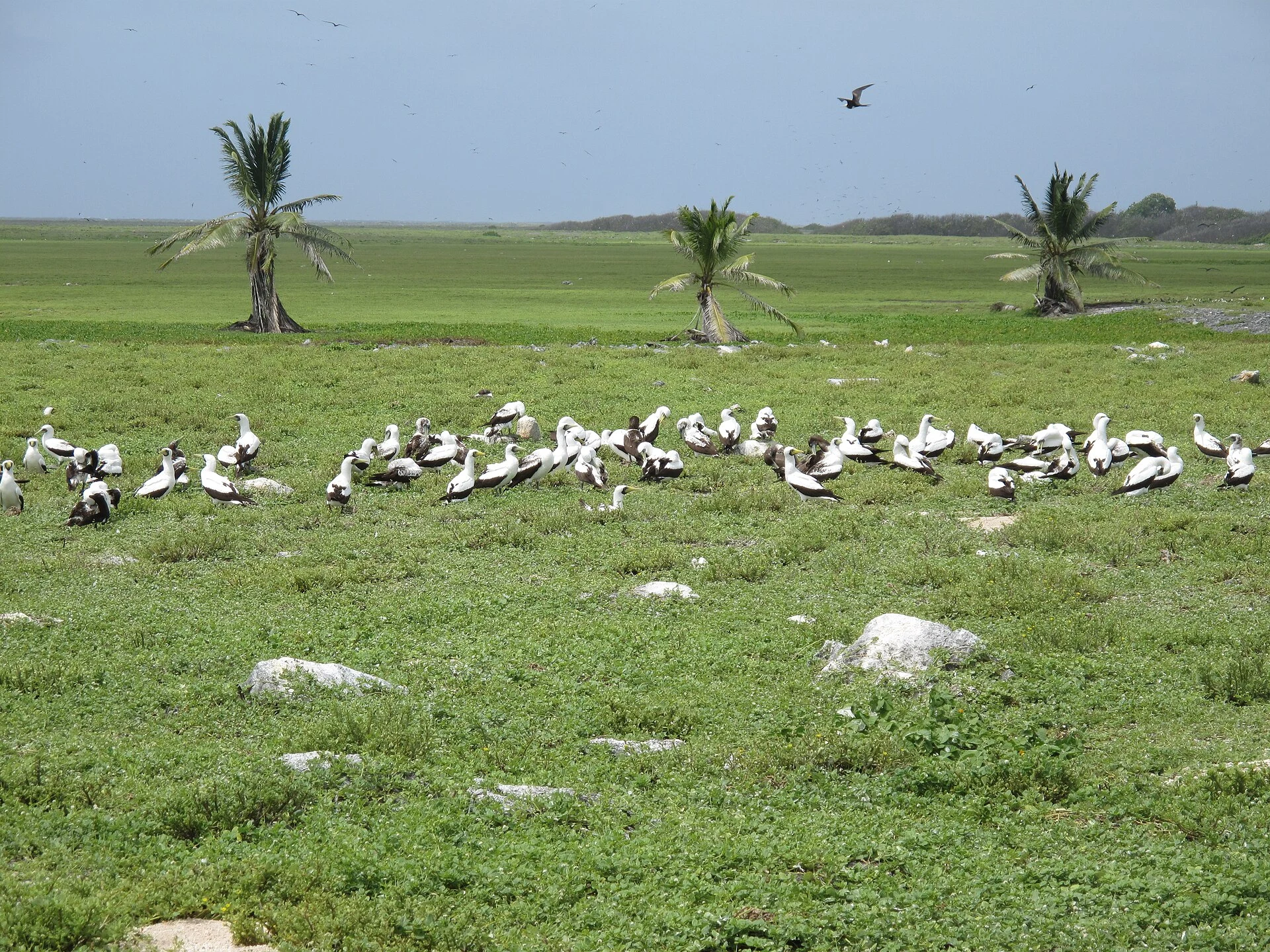 Las islas Fénix se visitan con permiso, barco y autosuficiencia