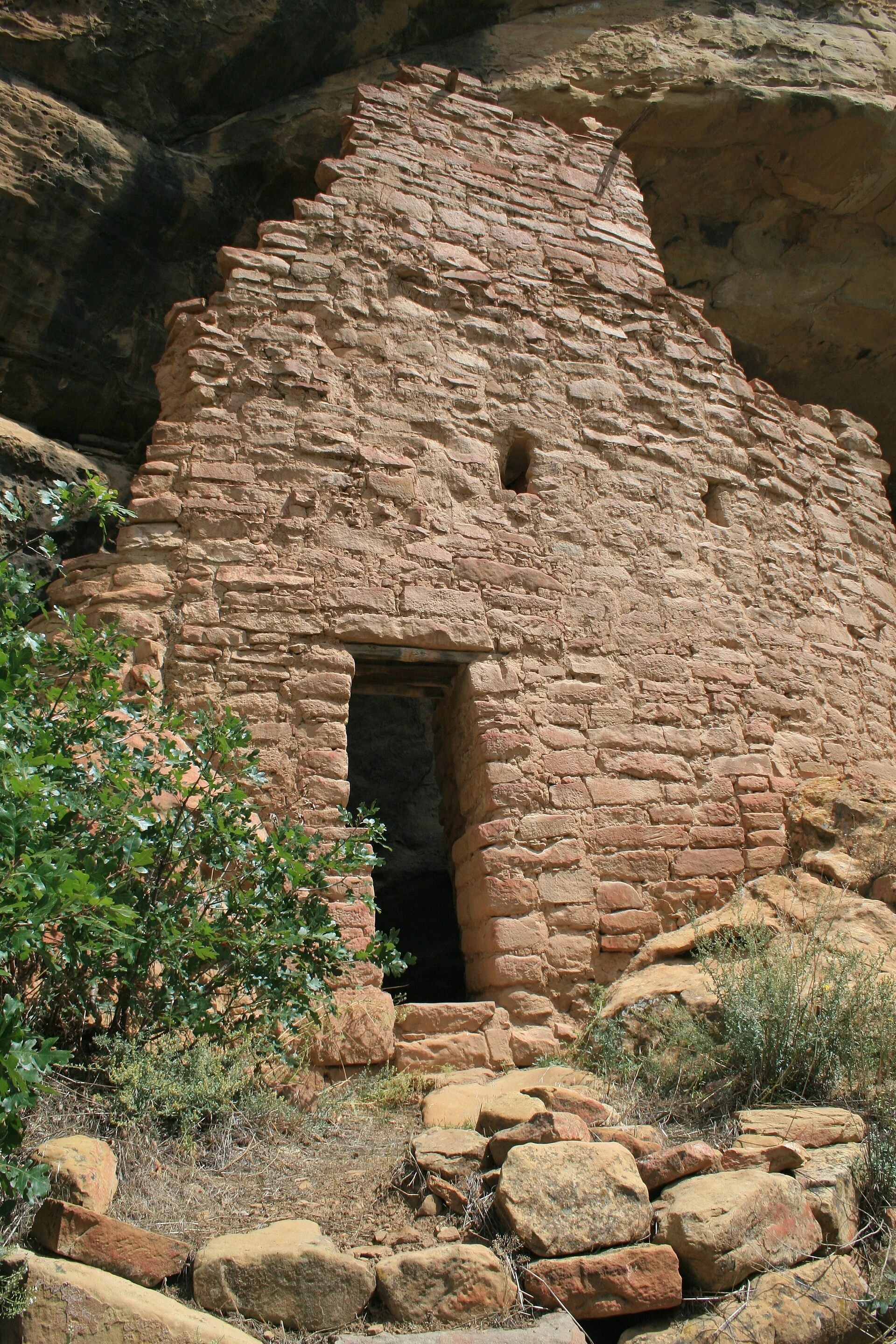 Spruce Tree House