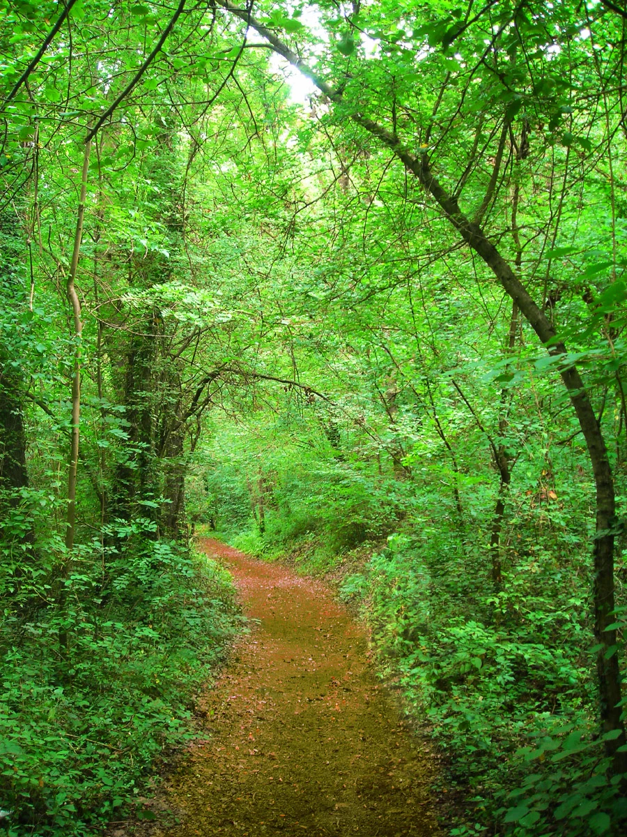 Fageda d’en Jordà