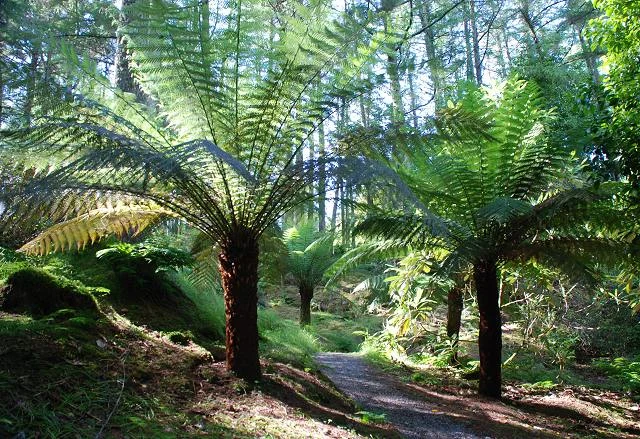Fern Gully