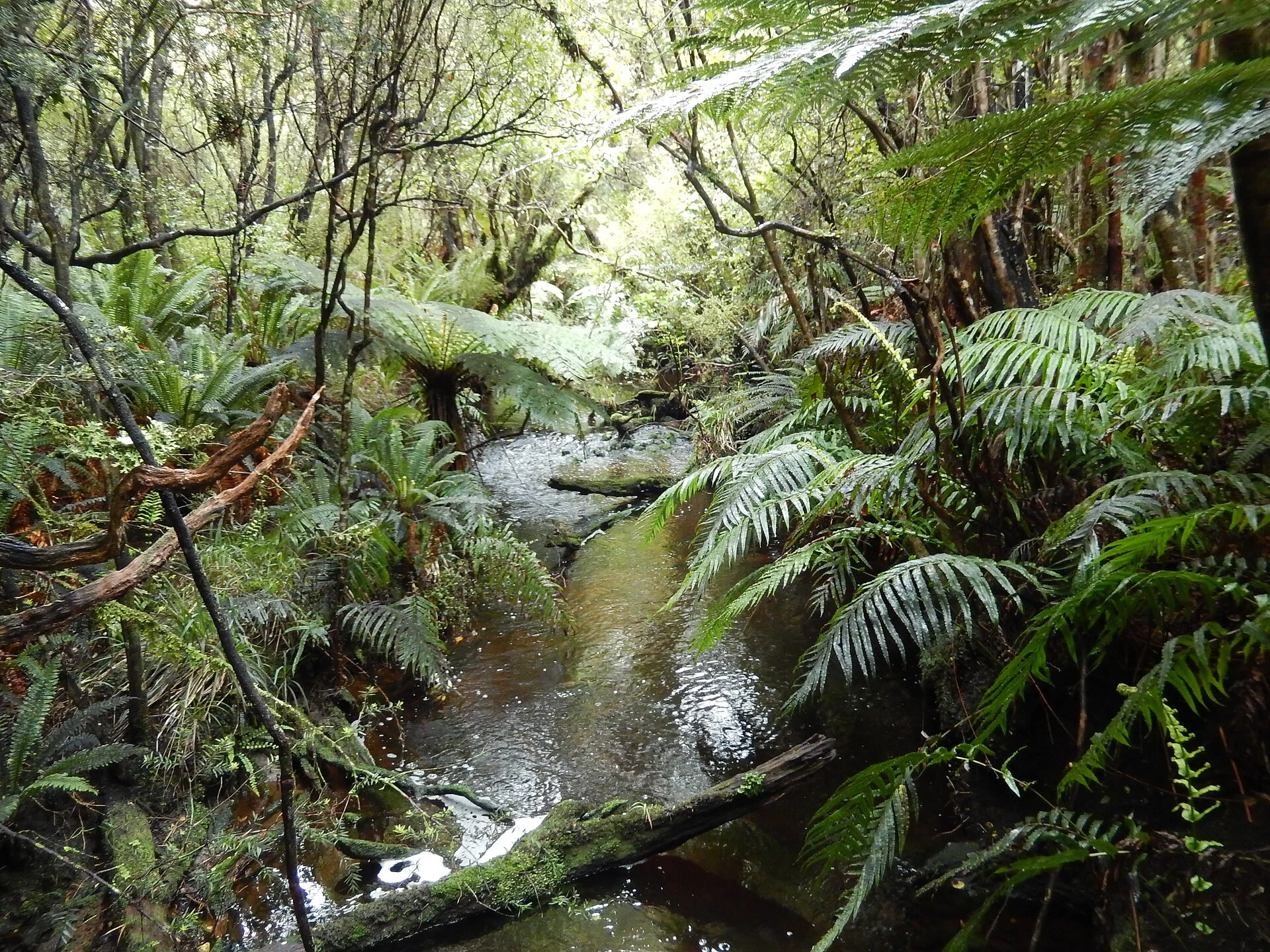 Fern Gully