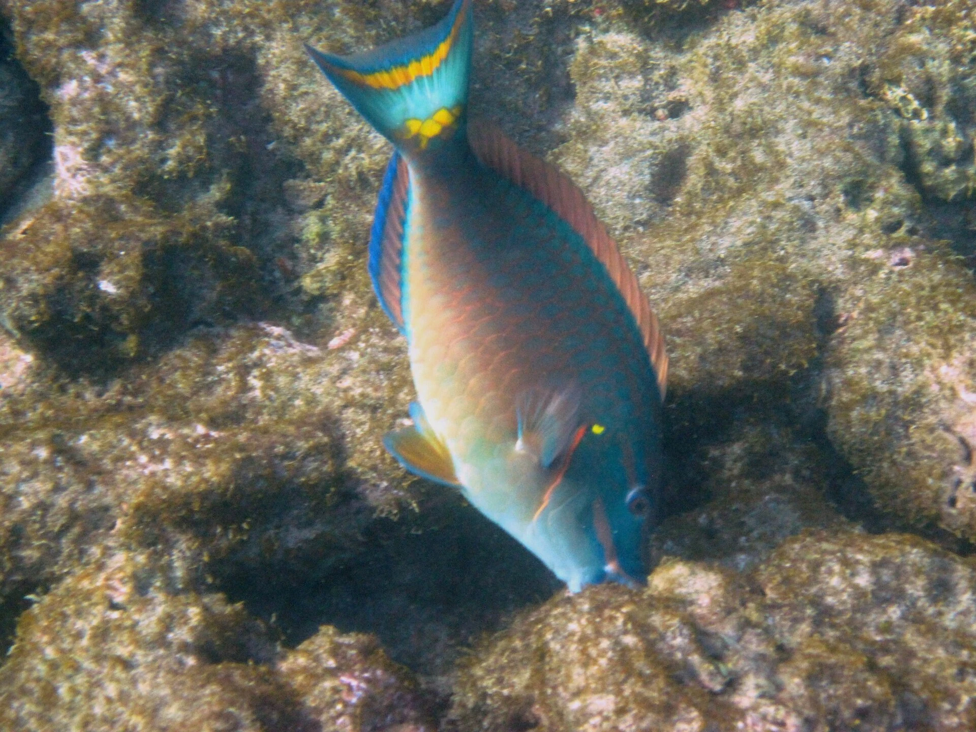 Little Tobago