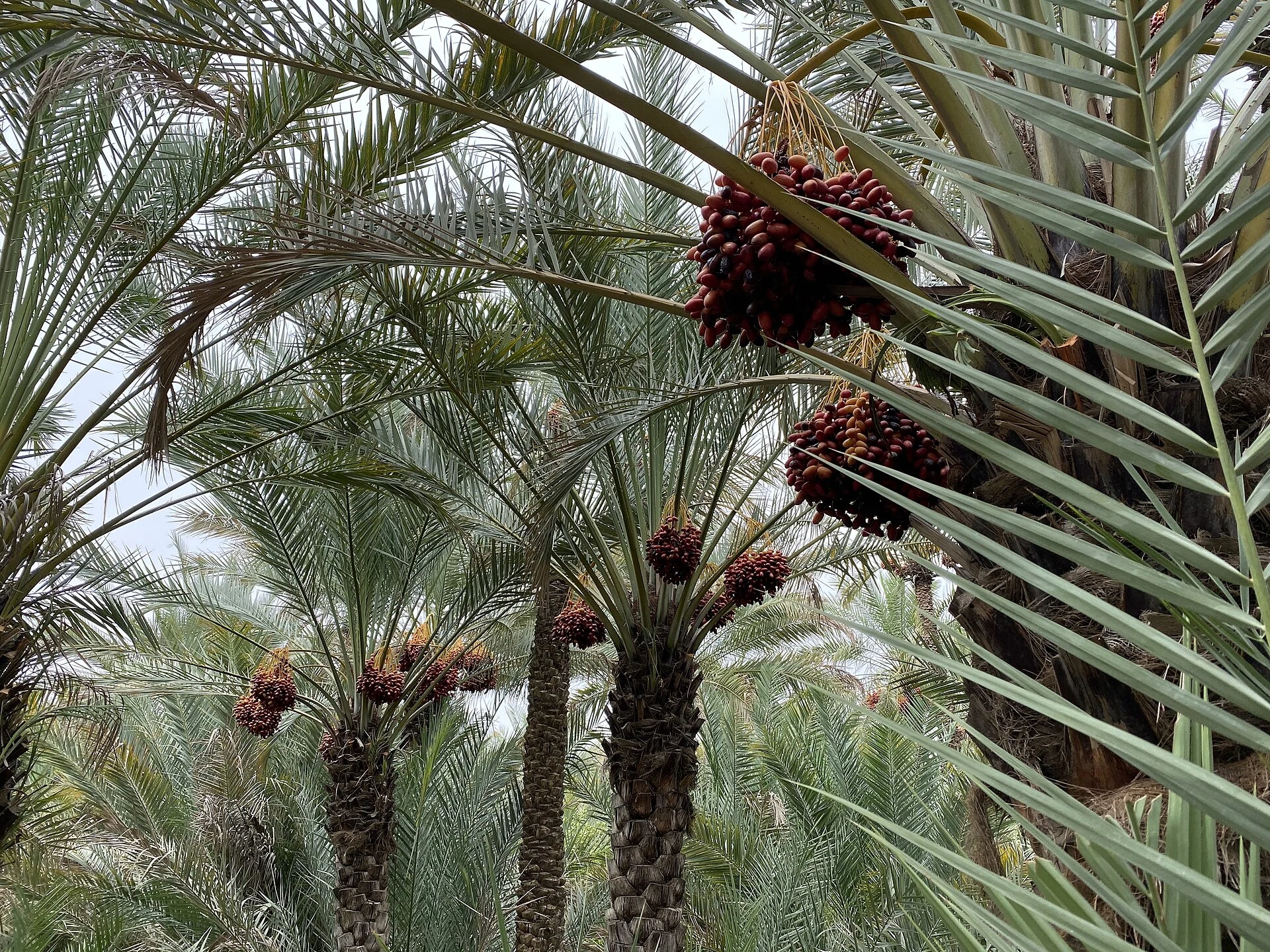 Al Ain Oasis
