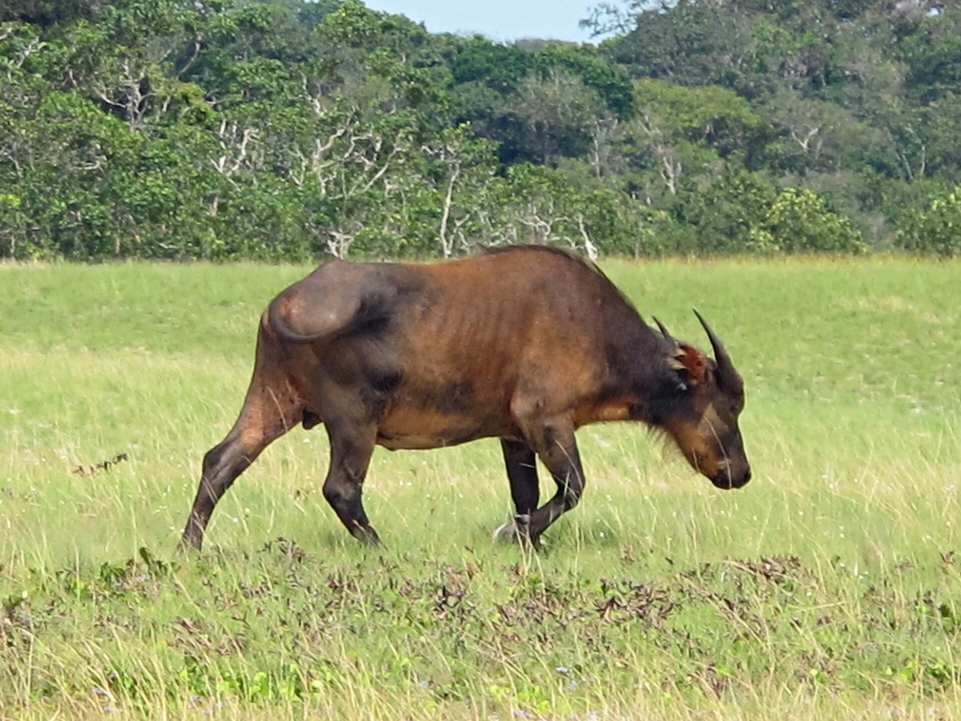 Loango National Park