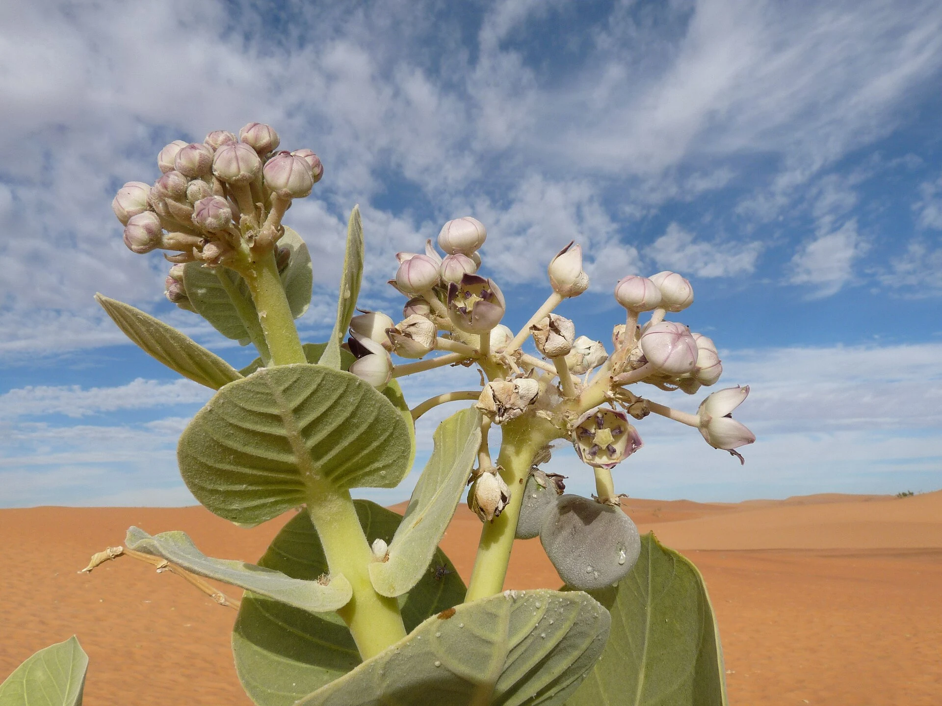 Adrar