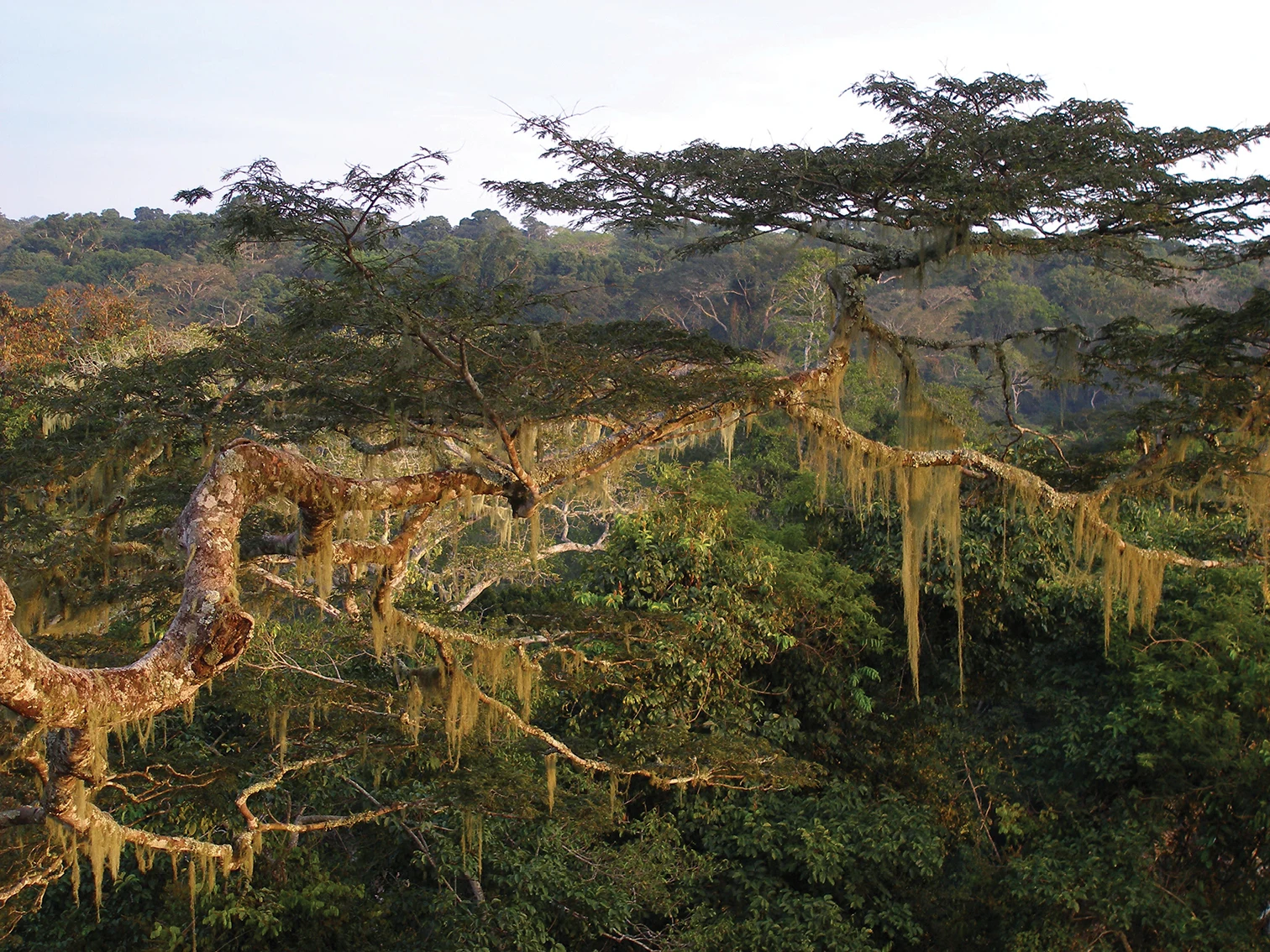 Dzanga-Ndoki National Park