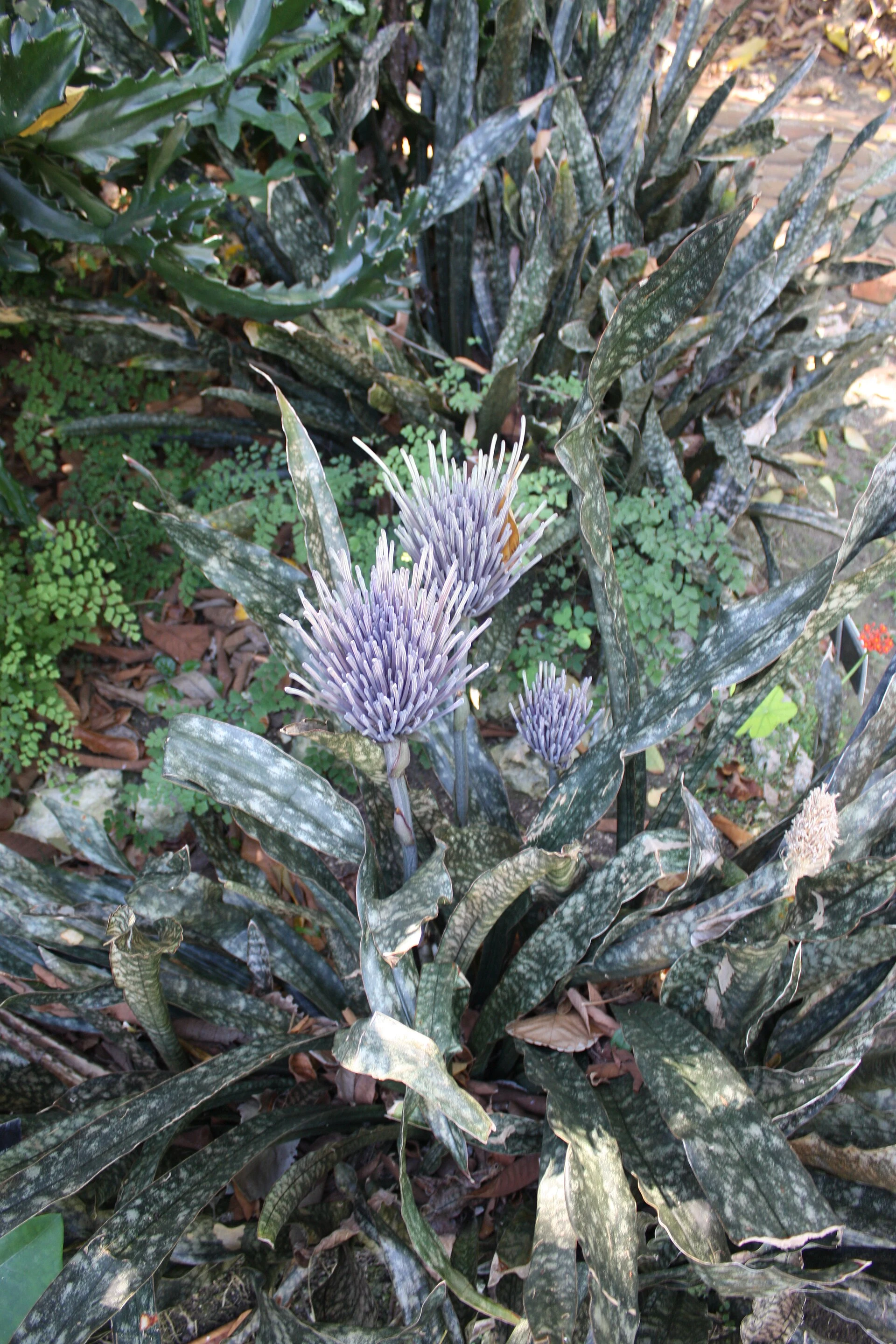 Andromeda Botanic Gardens