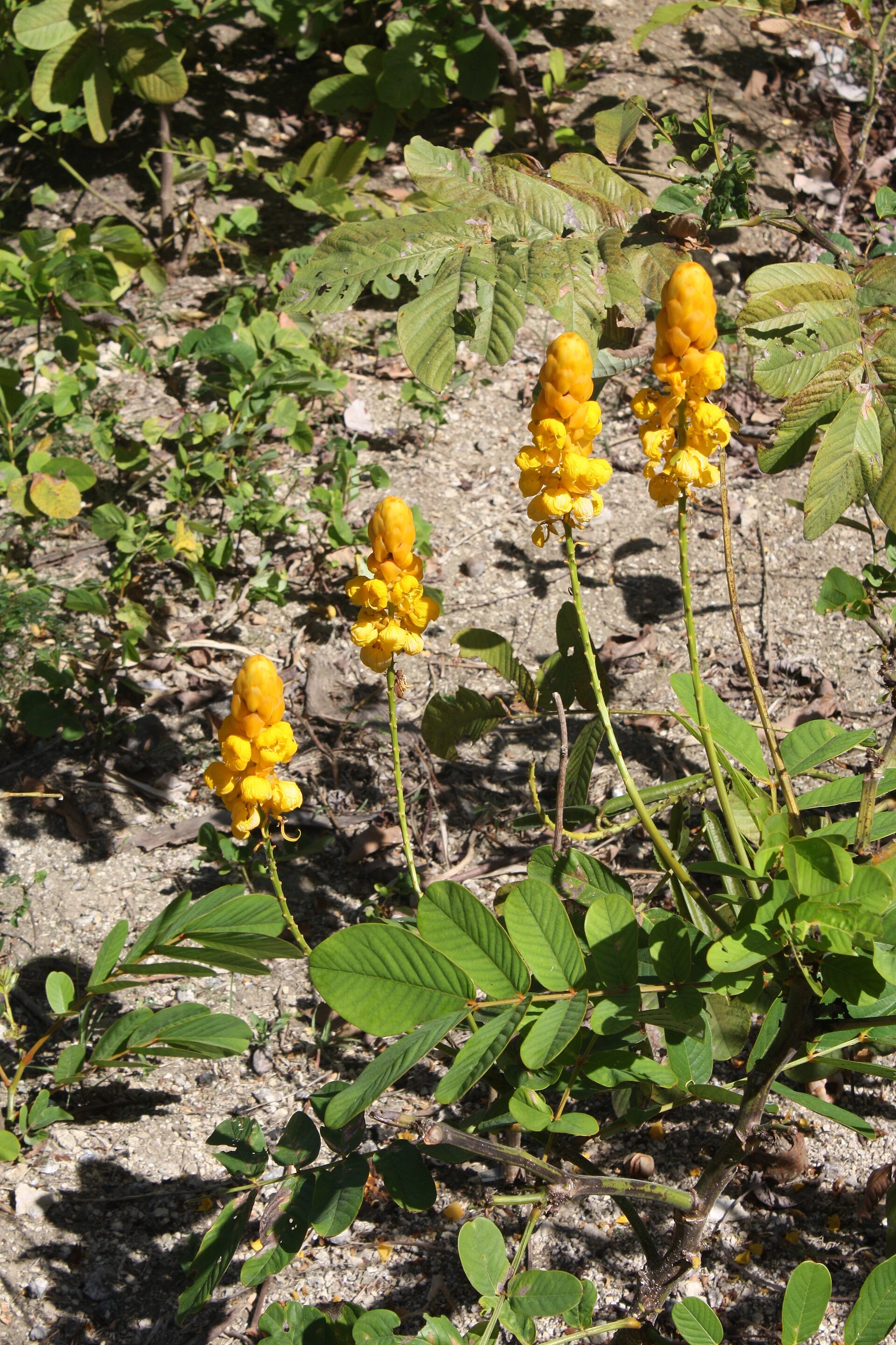 Andromeda Botanic Gardens